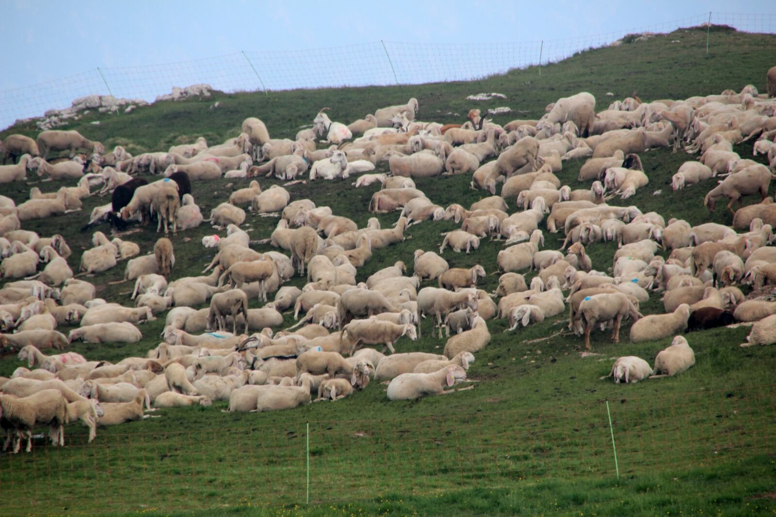 Отара овец Агул