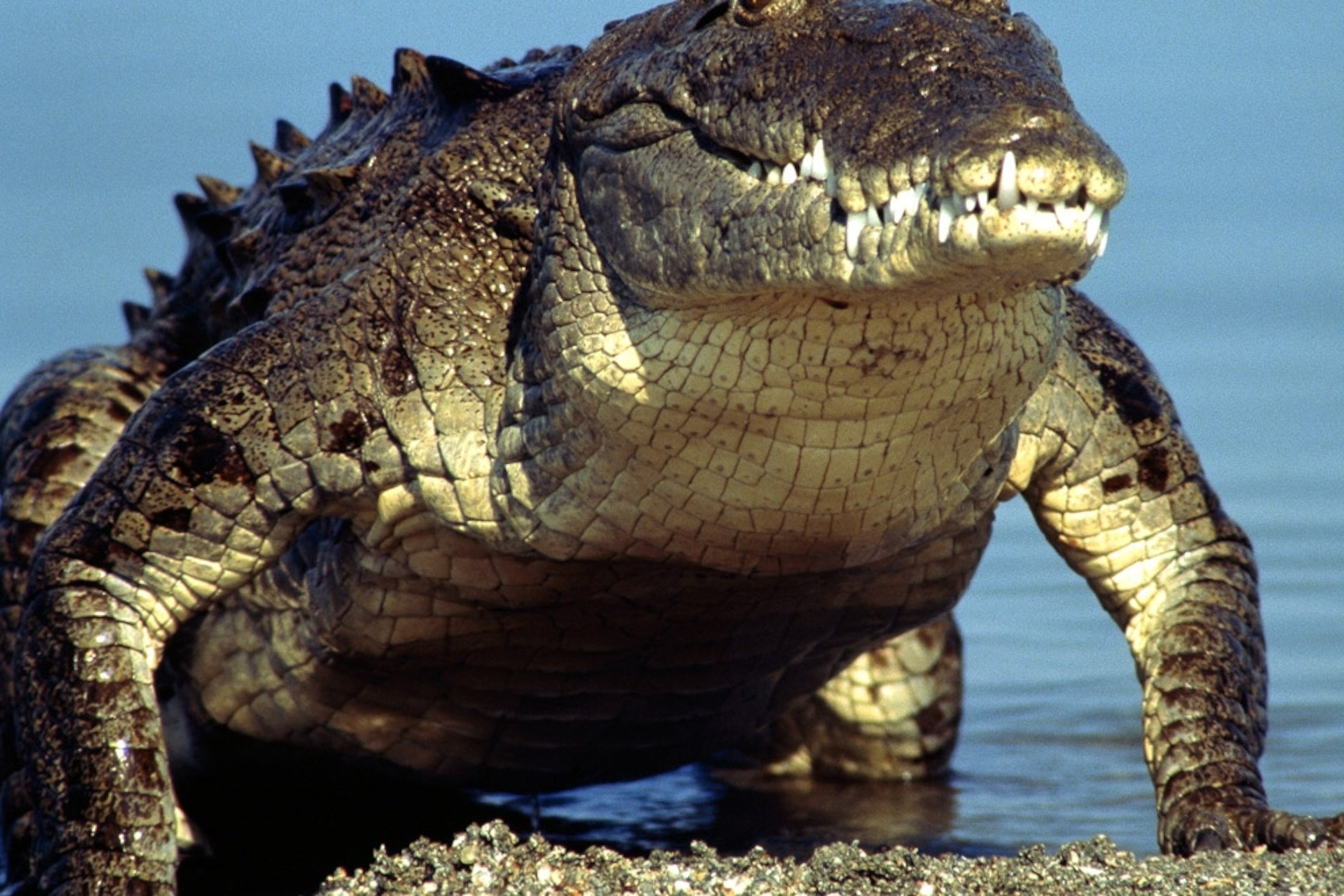 Какой опасный зверь. Гребнистый крокодил. Морской гребнистый крокодил. Широкомордый Кайман. Гребнистый крокодил самый большой.