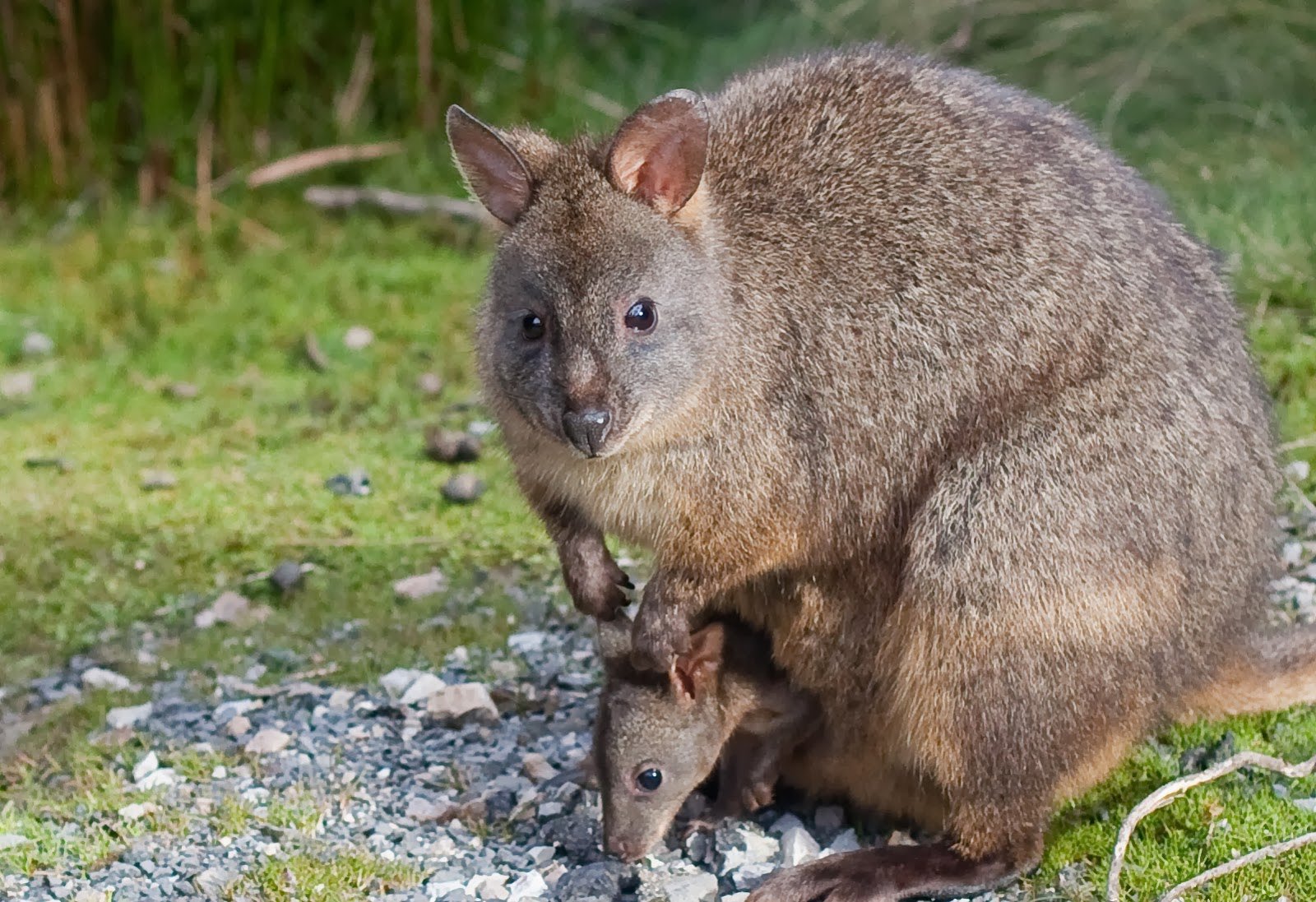 Почему сумчатые сохранились в австралии. Вомбат животное Австралии. Сумчатый вомбат. Северный длинношерстный вомбат. Вомбат Тасмания.
