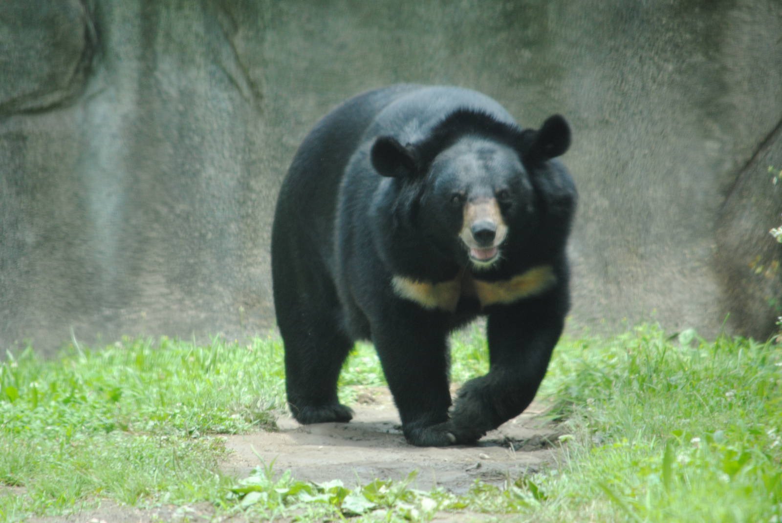 Гималайский медвежонок. Гималайский белогрудый медведь. Уссурийский Гималайский медведь. Белогрудый медведь Уссурийского заповедника. Уссурийский черный медведь.