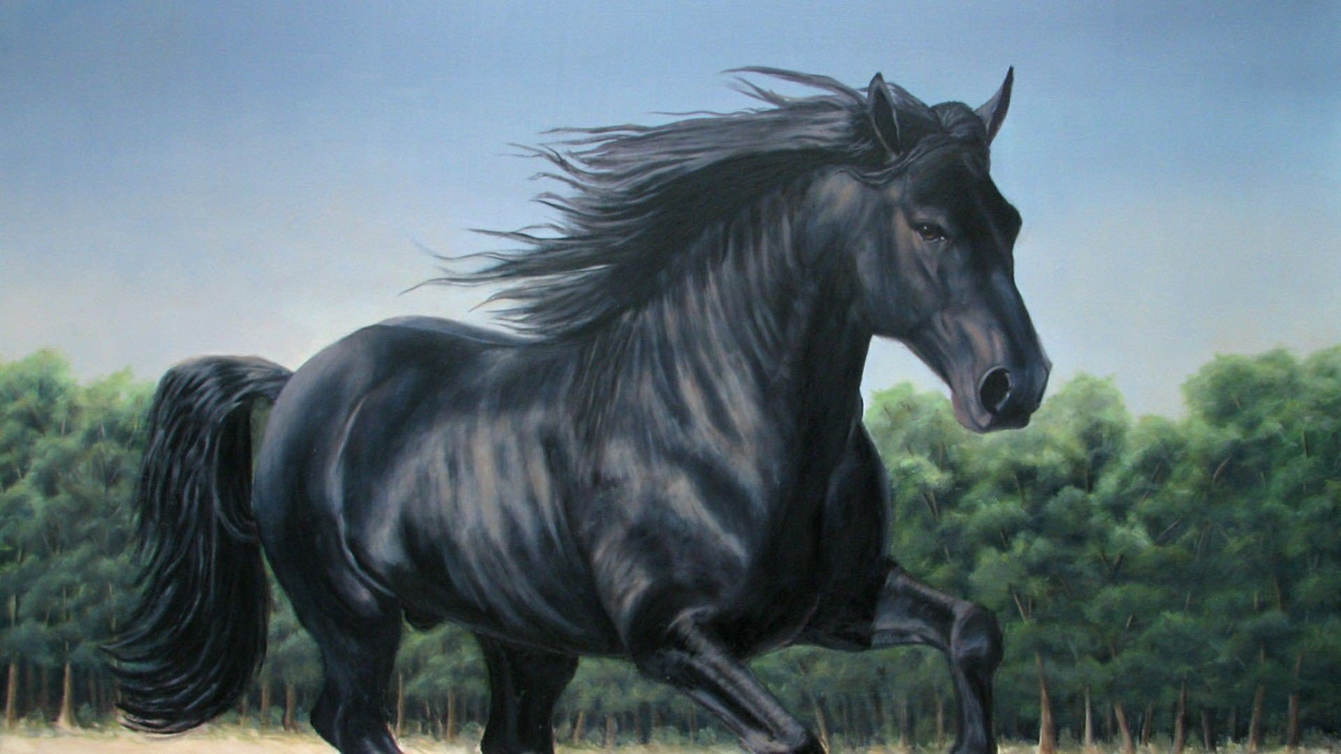Сонник черная лошадь. Вороной Мустанг иноходец. Тяжеловоз Шайр черный. Лошадь породы Мустанг иноходец. Черный конь.