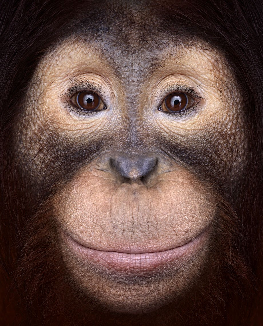 Картинки лиц животных. Морда обезьяны. Лицо обезьяны. Обезьянья морда. Лица животных.