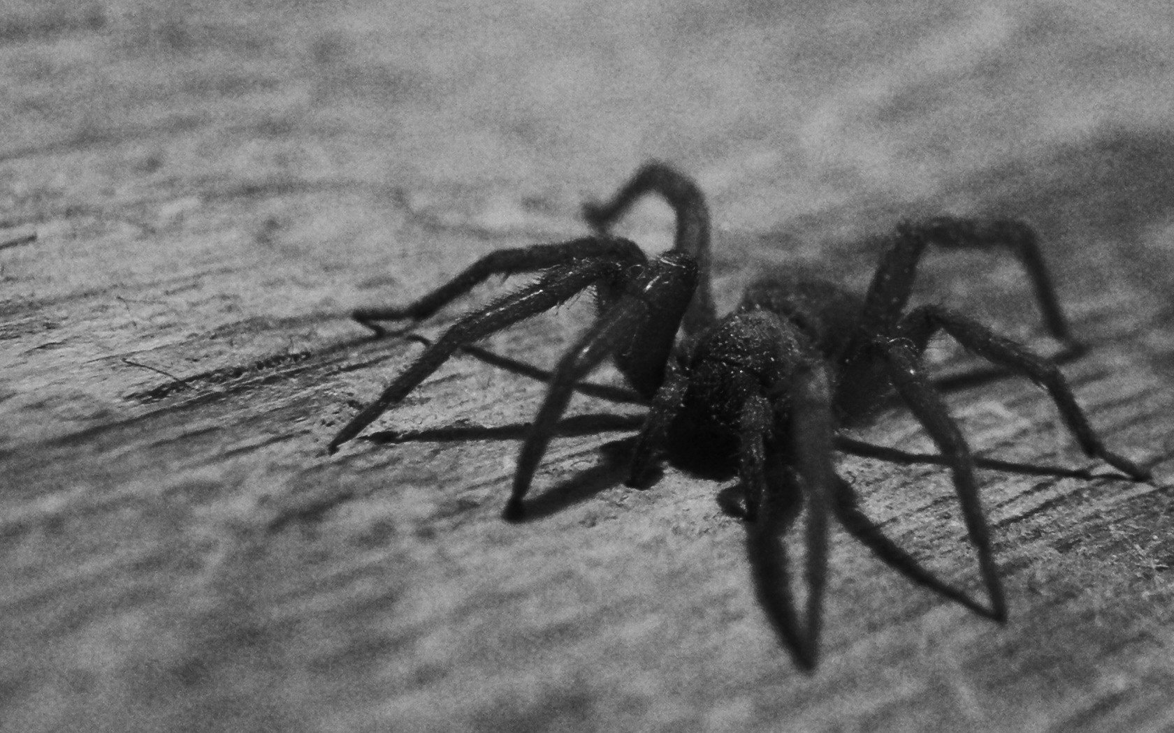 Видеть большого паука. Пауки. Пауки Эстетика. Черный паук. Большой черный паук.