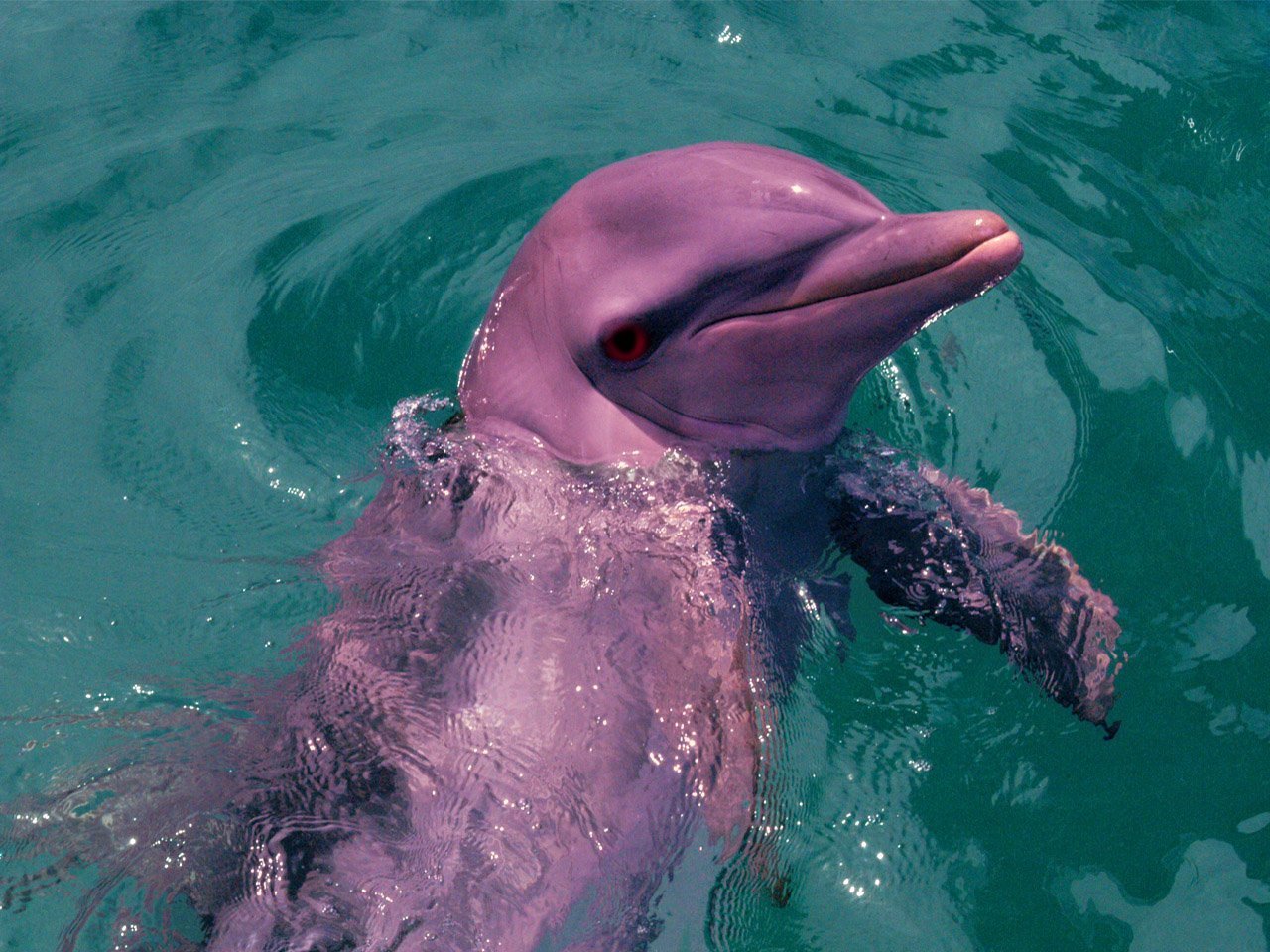 Амазонский дельфин 4. Амазонский розовый Дельфин. Амазонский Дельфин боуто. Розовый Дельфин боуто. Розовый Речной Дельфин амазонки.