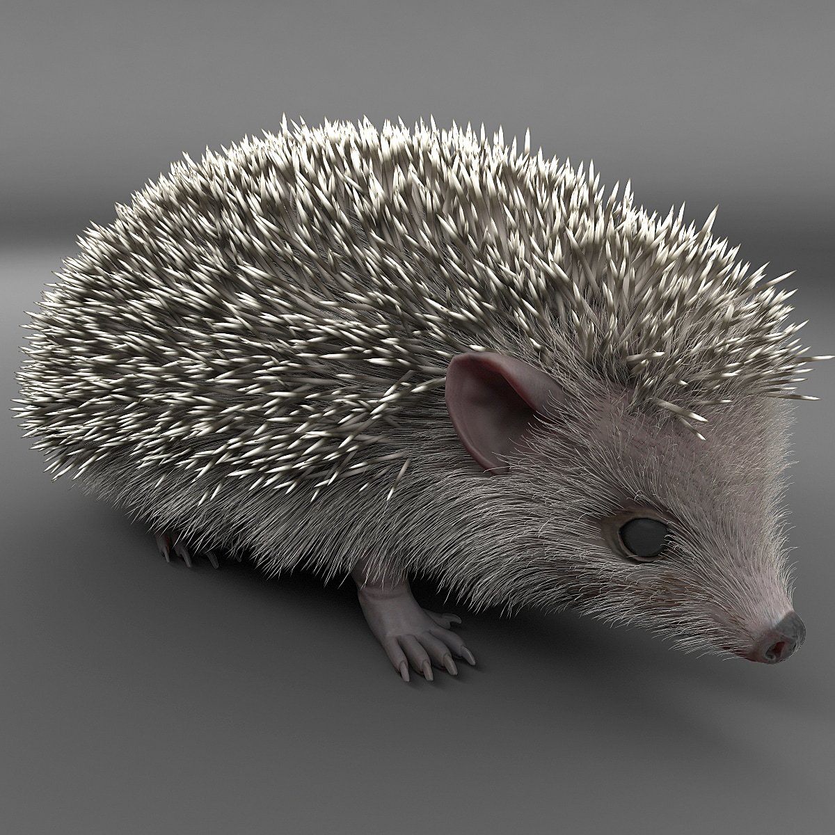 Hedgehog 3d. Длинноиглый ёж. Еж 3д модель. Еж3 model. Модель ежика.