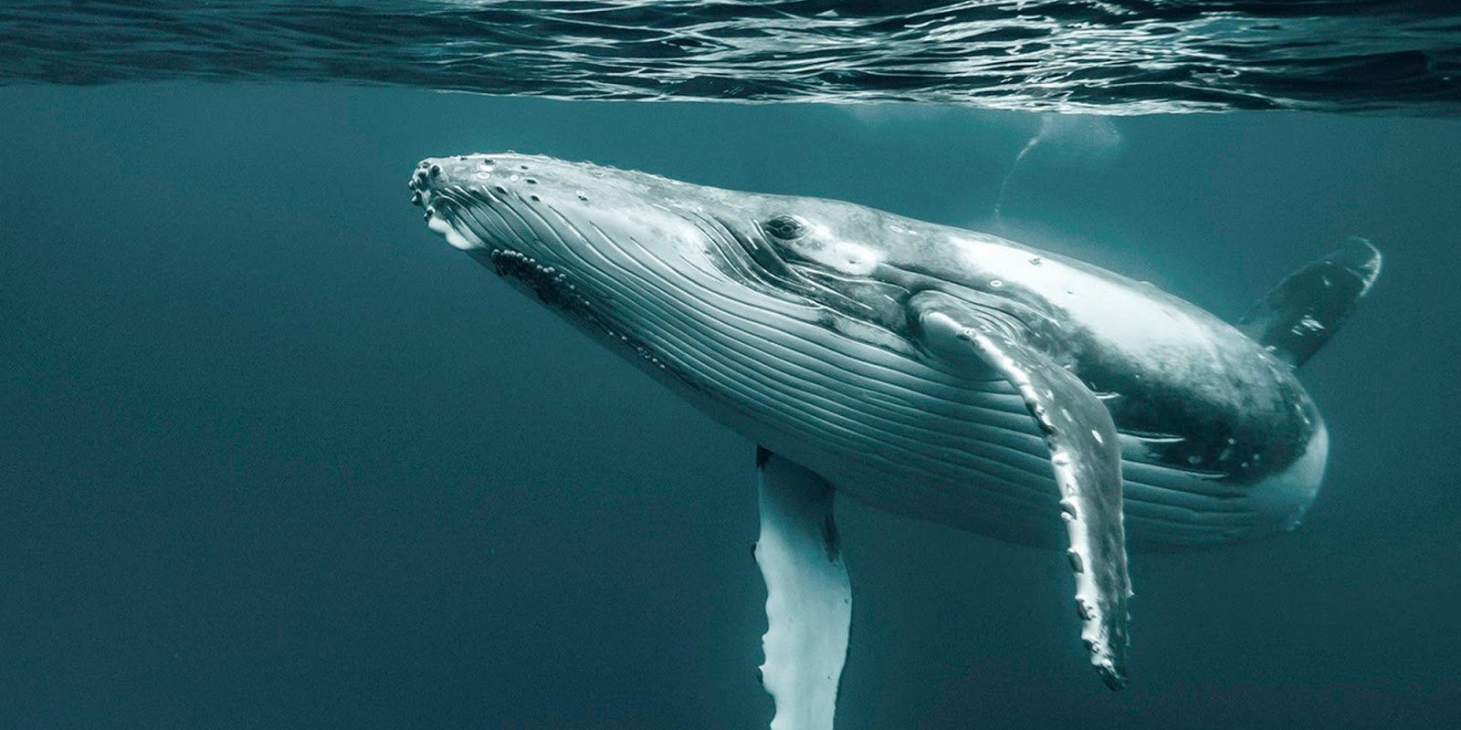 Кит живет в воде. Кит 52 Герца. Киты в Балтийском море. Одинокий кит. Самый одинокий кит в мире.