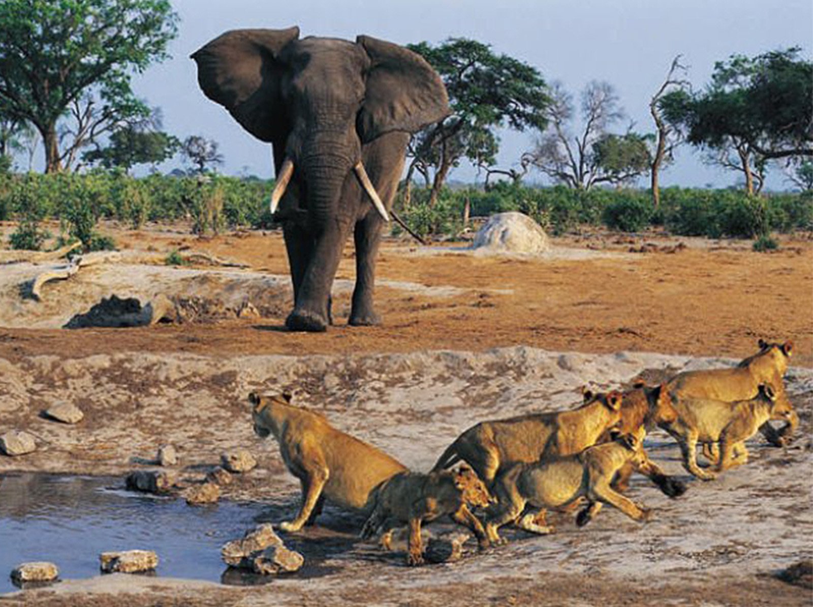 21 animal. Национальный парк Ниоколо-Коба. Сенегал национальный парк Ниоколо-Коба. Национальный парк Бандиа Сенегал. Гамбия национальный парк.