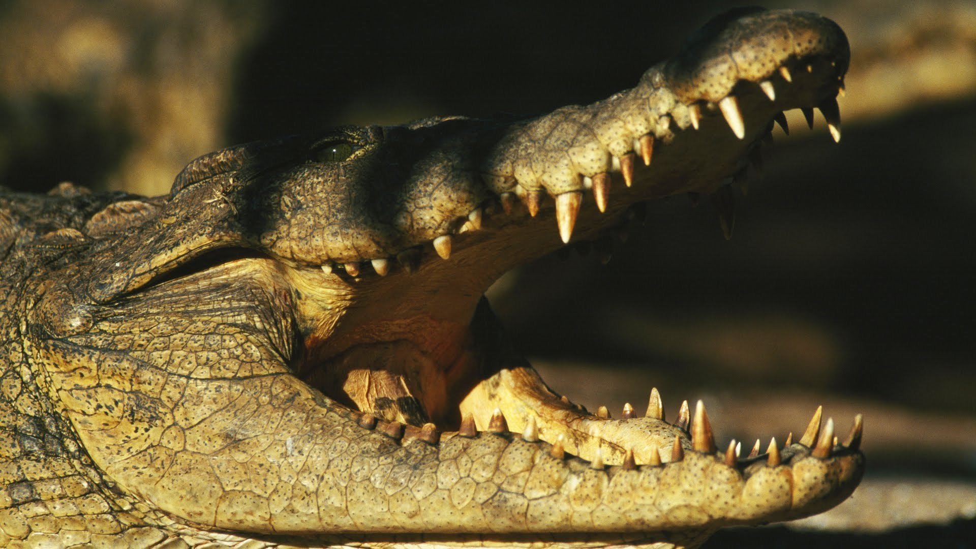 Про крокодила и птичку. Крокодил и птичка Тари. Крокодил и птичка Тари чистит зубы крокодилу. Симбиоз крокодила и птицы Тари. Птичка Тари и крокодил в природе.