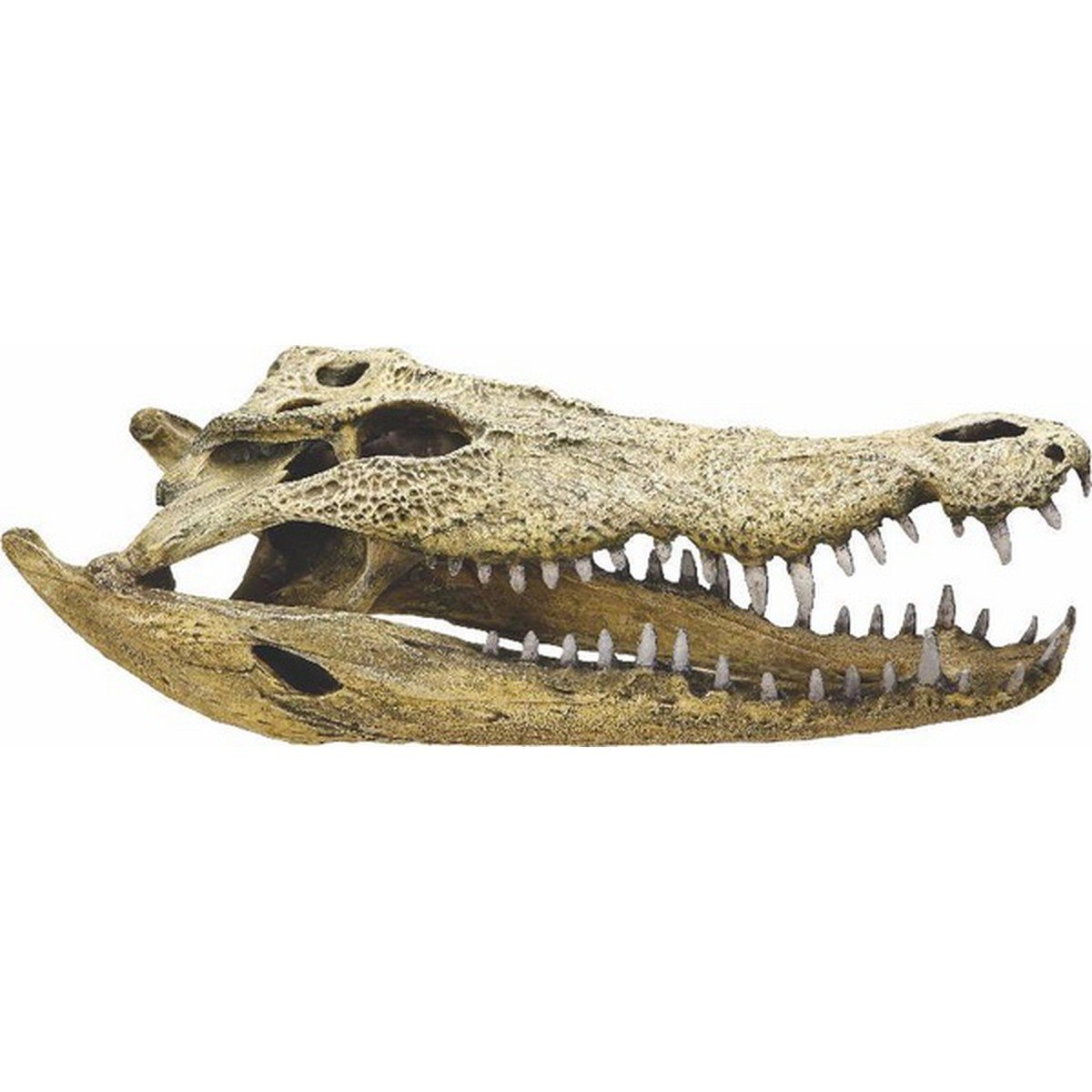Зубы отсутствуют у черепах крокодилов. Череп гребнистого крокодила. Череп нильского крокодила. Скелет нильского крокодила. Экзотерра череп крокодила.