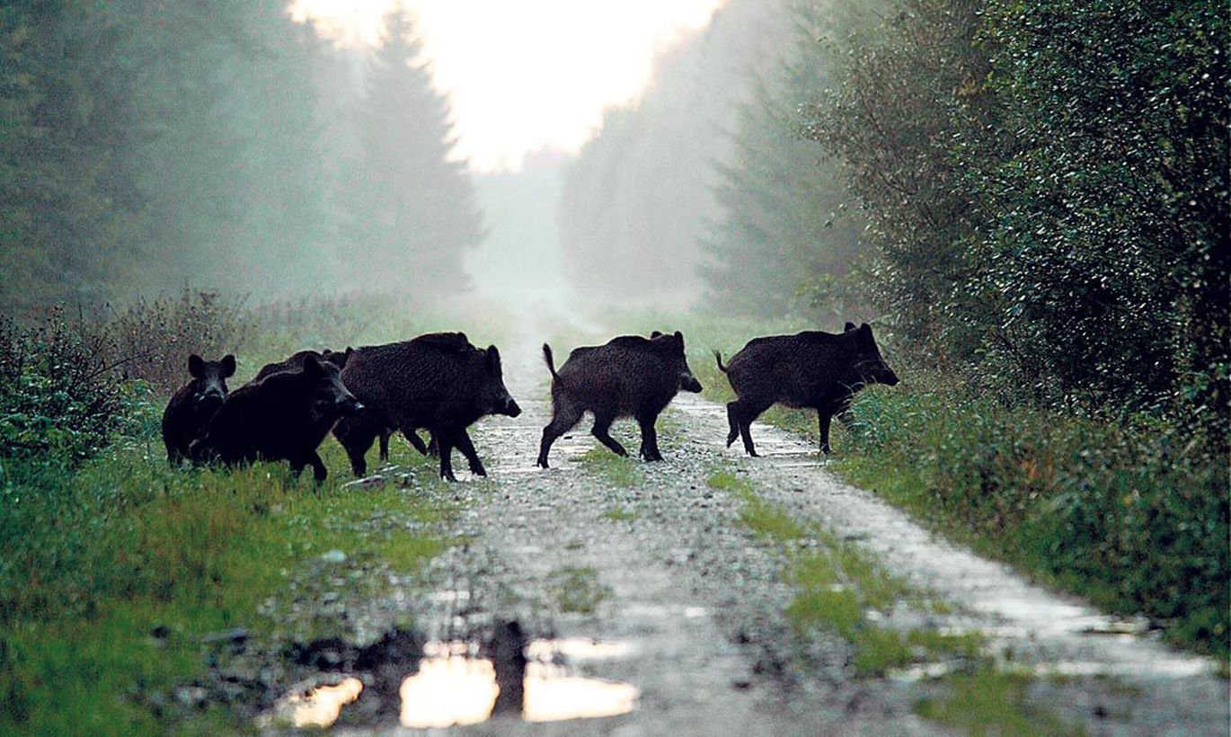Животный мир Эстонии