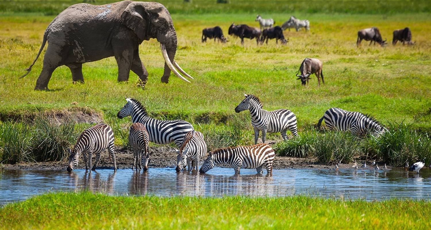 Национальный парк каким названием есть в африке. Саванна Серенгети Танзания. Национальный парк Серенгети в Африке. Серенгети фауна парка. Природный заповедник Серенгети.