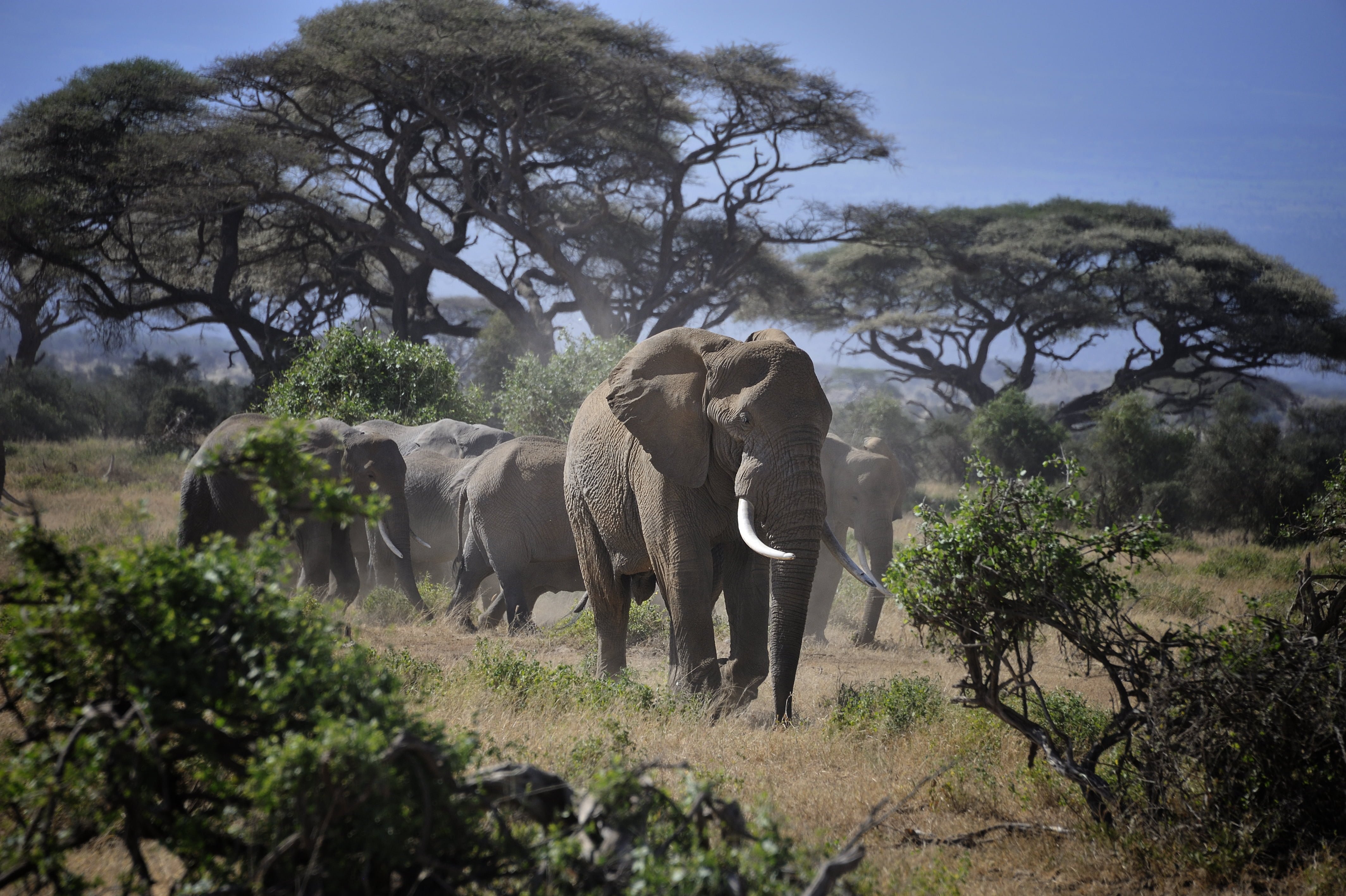 People and wildlife. Национальный парк Амбосели. Амбосели национальный парк Африки. Амбосели Кения. Национальный парк Найроби в Африке.