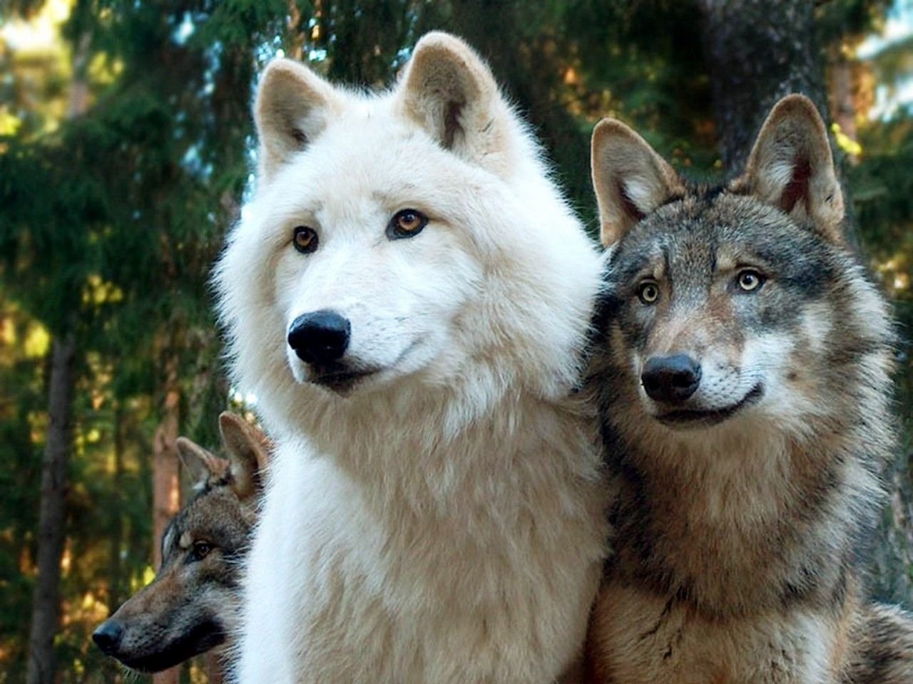 Жизнь серого волка. Волк и волчица. Два волка. Серый волк и белая волчица. Волк и белая волчица.