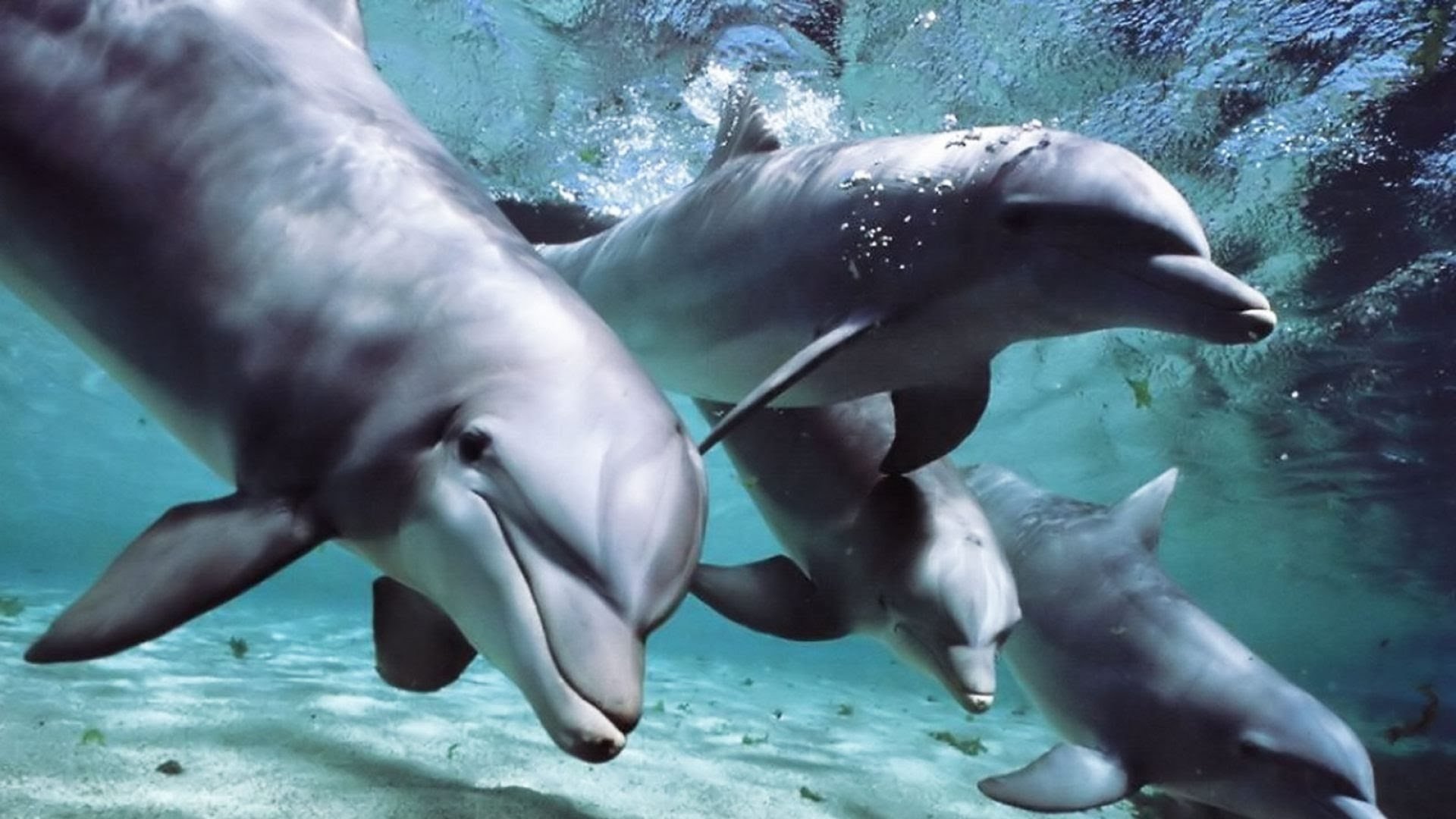 Дельфины уплывают в океан слушать. Дельфины Эстетика. Бассейн Дельфин. Обои с дельфинами в комнату. Фото дельфина под водой.
