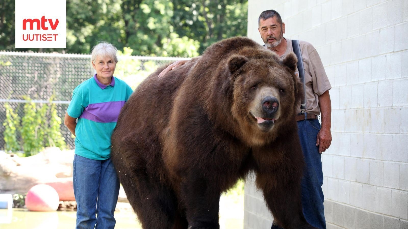 Крупные. Самый большой медведь Кадьяк 1200 кг. Кадьяк и Гризли. Джим Ковальчик. Бурый медведь Кадьяк.