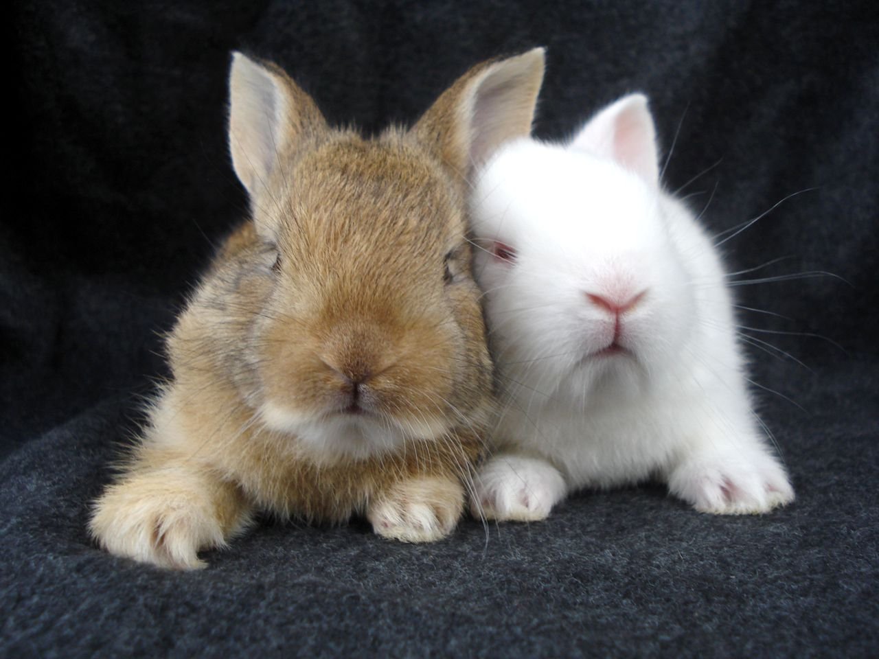 Зайка целует. Кролики. Заяц и кролик. Влюбленные кролики. Милые кролики.