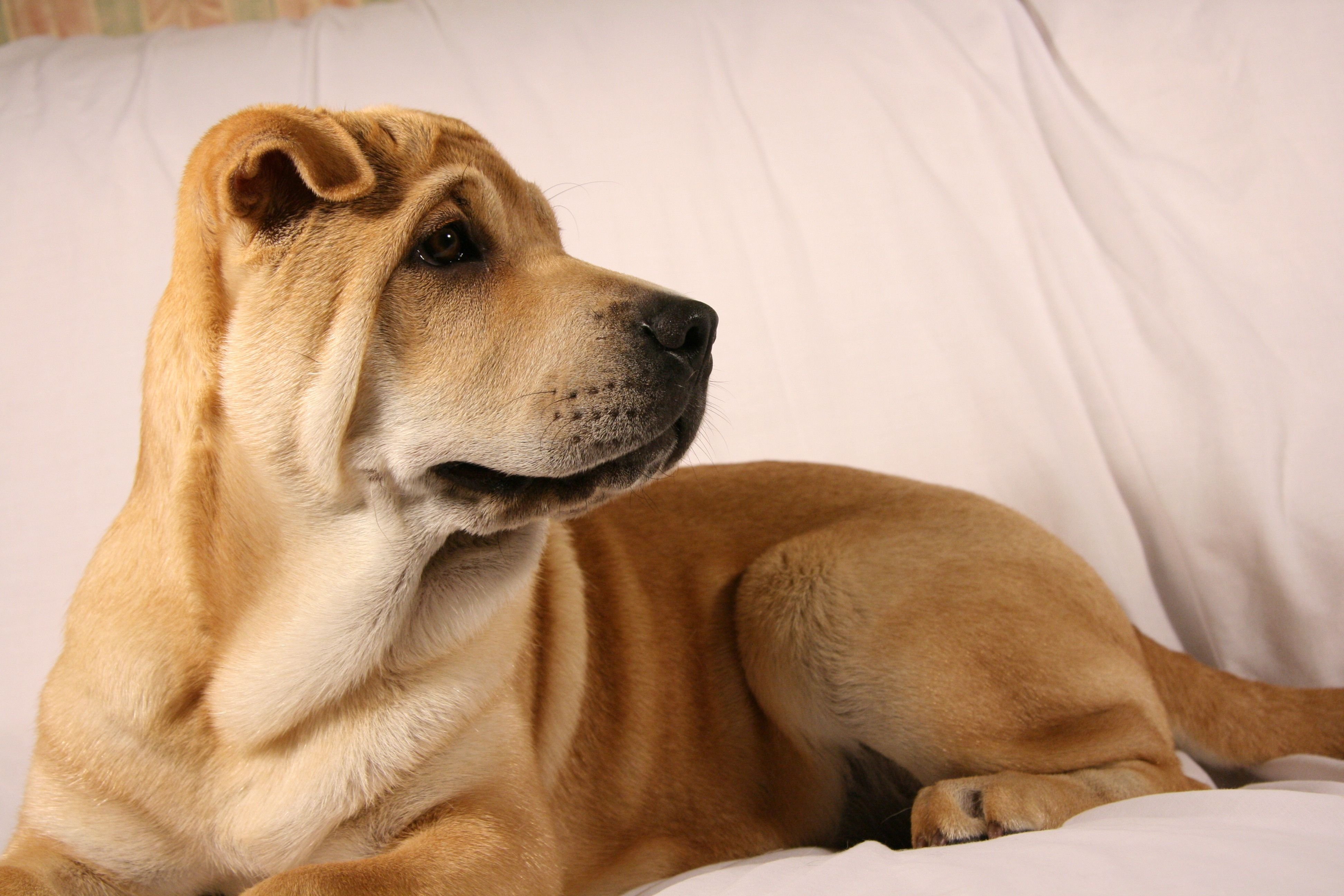 Фотографии собаки породы шарпей. Американский шарпей. Канадский шарпей. Собака шарпей. Американский шарпей щенок.