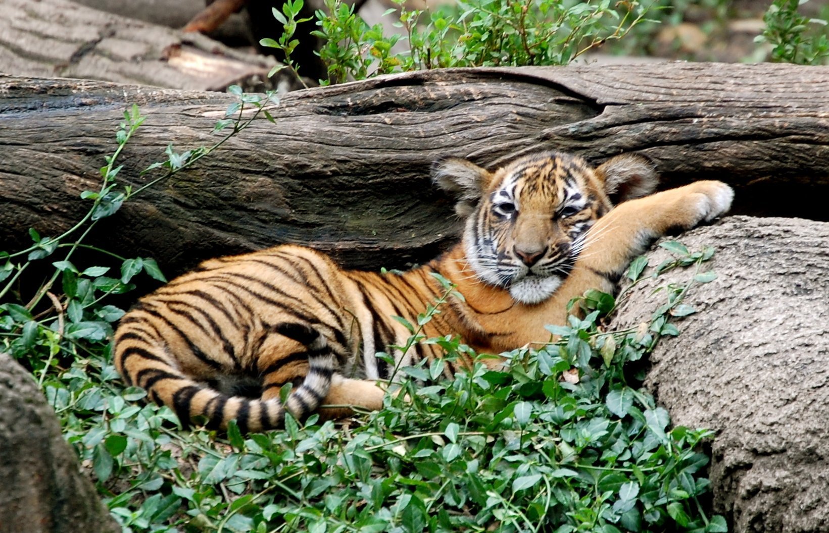 Тигр живет на материке. Малайский тигр (Panthera Tigris Jacksoni). Индокитайский тигр. Малазийский тигр. Карликовый тигр малайский.