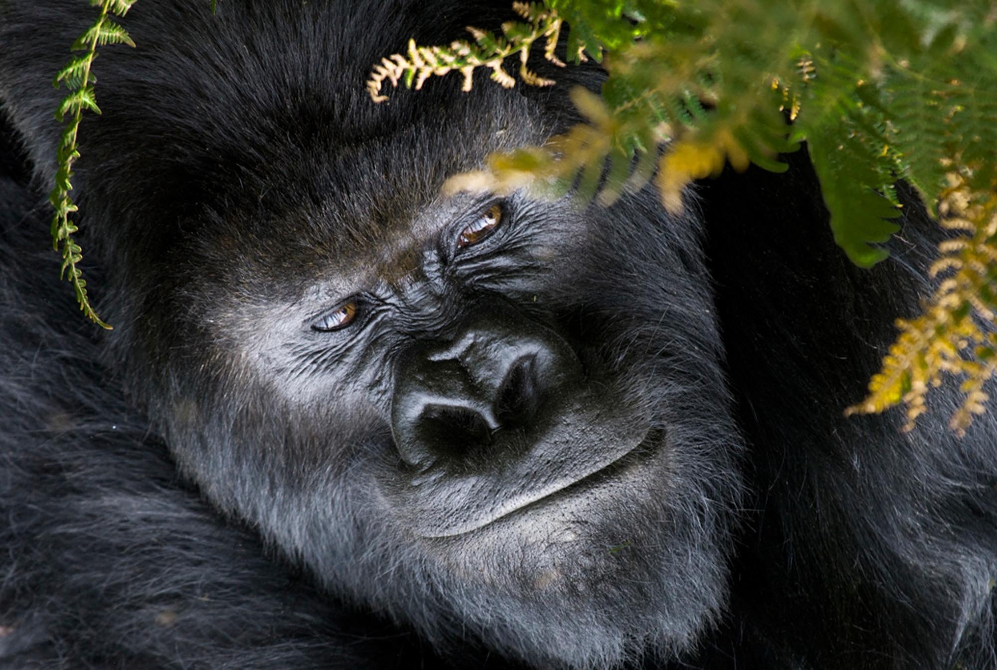Темно обезьяна. Горилла и шимпанзе. Горилла Исабукуру. Большая черная горилла. Горилла фото.