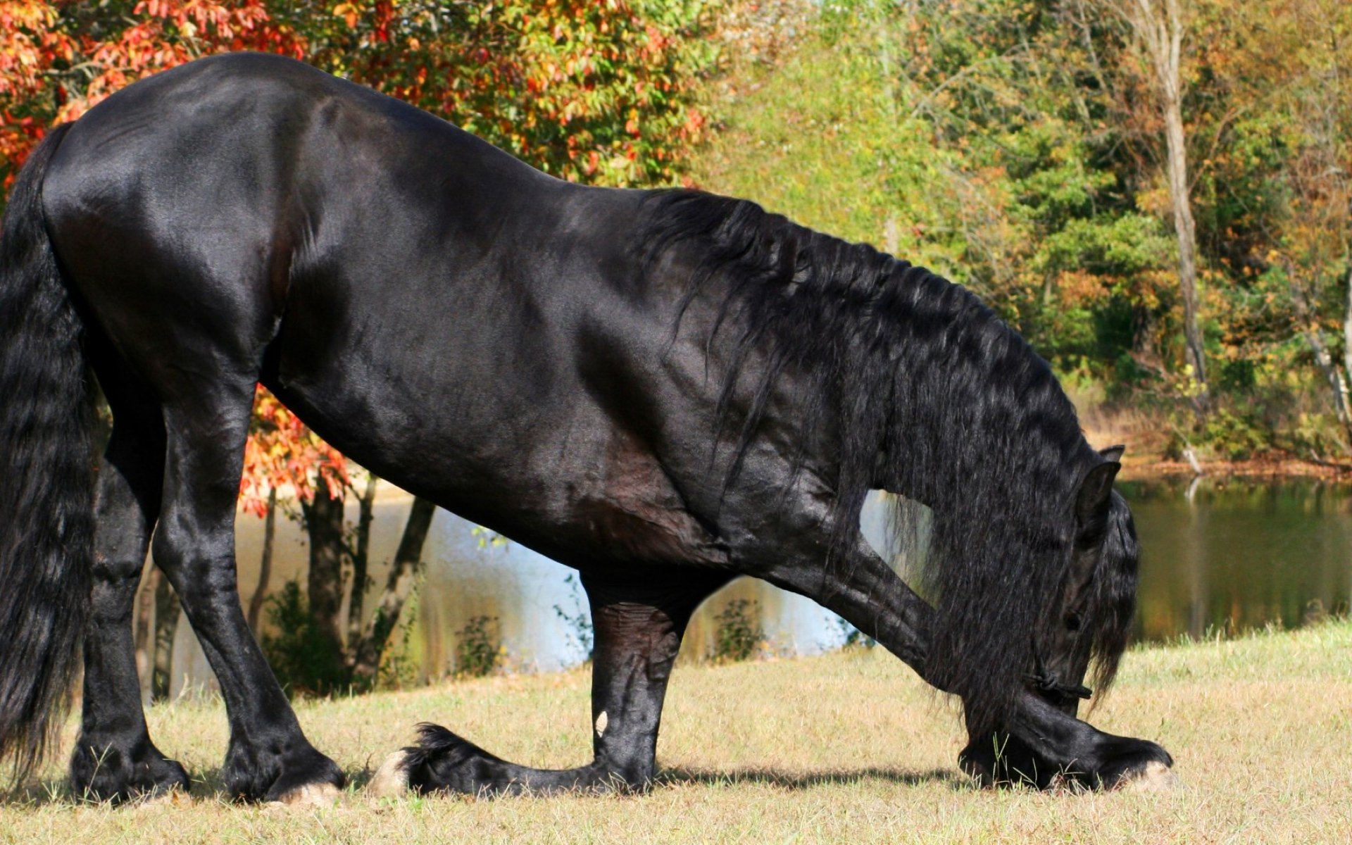 Фризы как избавиться. Лошади фризской породы черная Жемчужина. Фризский тяжеловоз. Трансильванская порода лошадей.