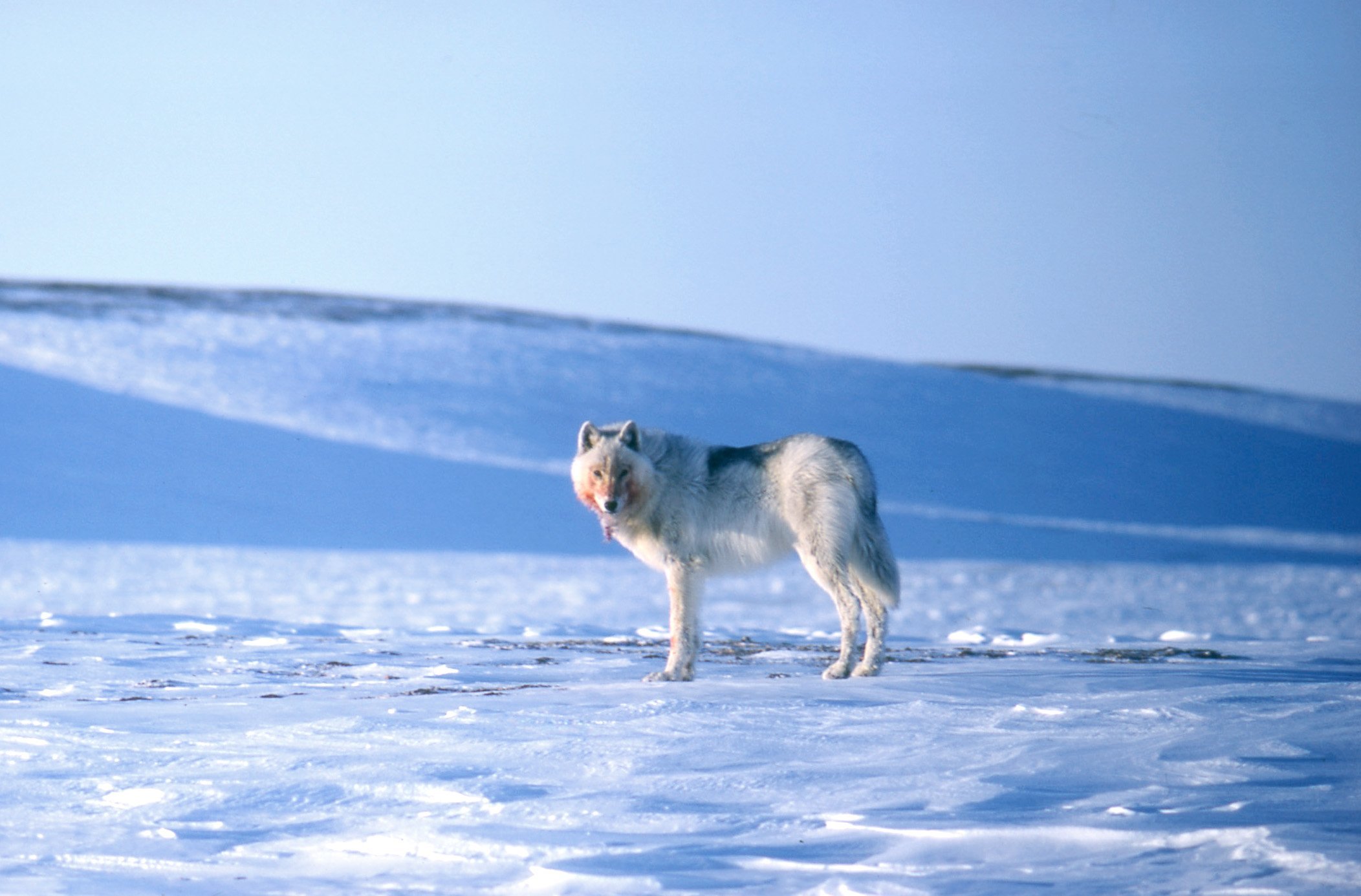 Антарктическая тундра. Полярный волк в тундре. Арктический Полярный волк. Волк Полярный тундровой. Полярные волки в Гренландии.