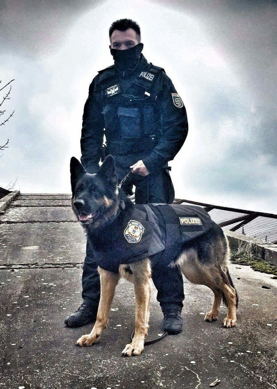 Собака в форме человека. Police k9 Доберман. Полицейская овчарка. Овчарка в полицейской форме. Полицейский с собакой.