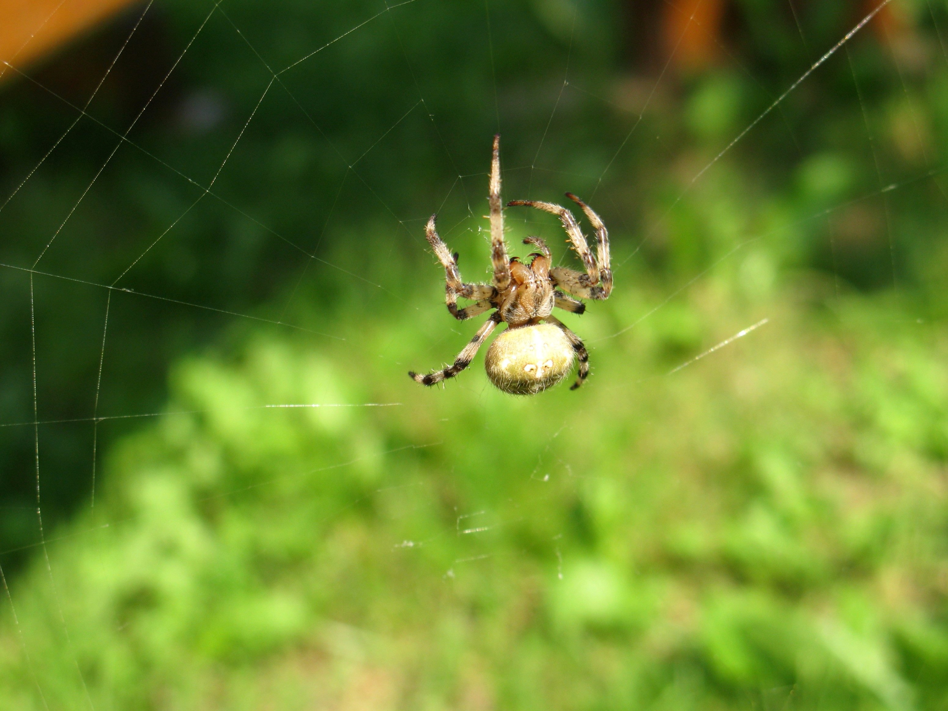 Ядовитые пауки России — описание, фото, последствия укуса | Поход лайфхак | Дзен