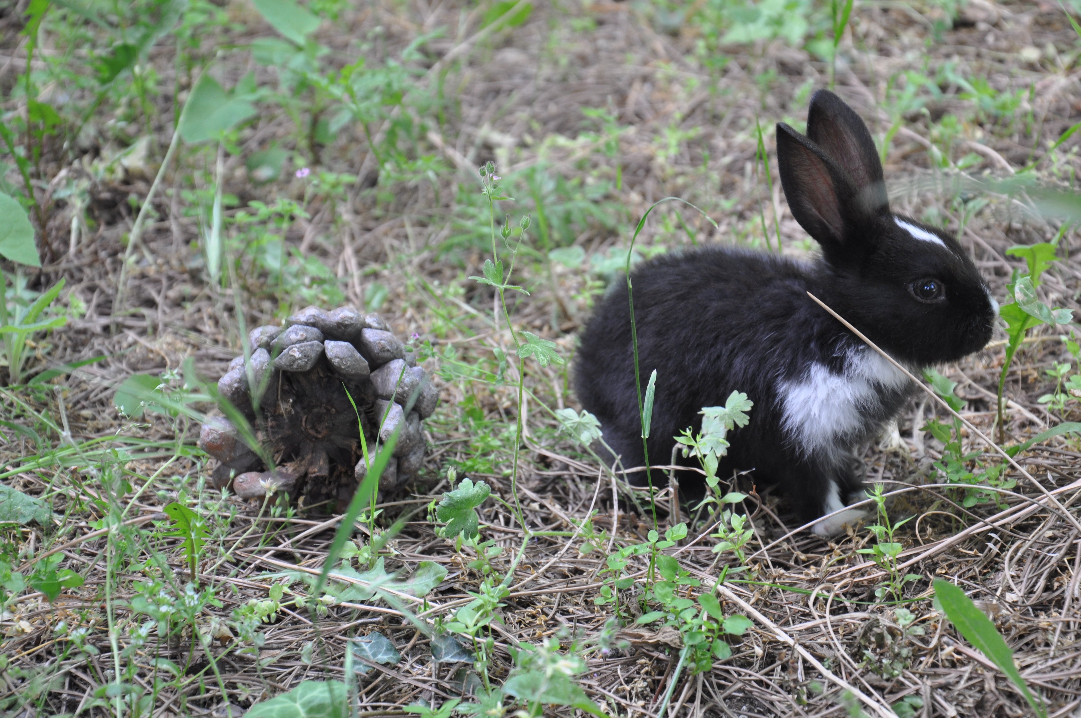 Кроме зайца. Новозеландский кролик черный. Черный заяц. Черный кролик.