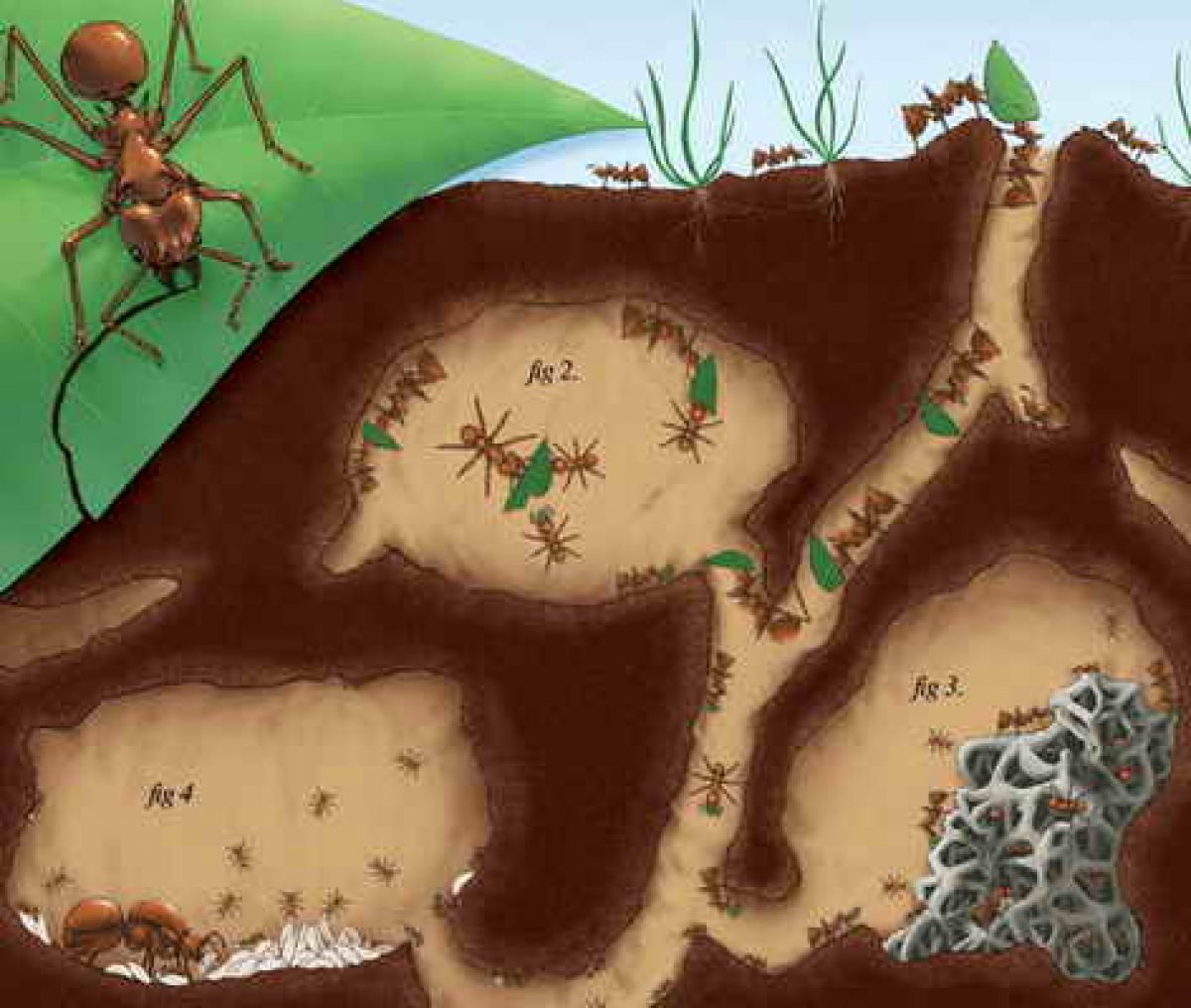 Несмотря на муравьиную склонность объединять свои. Муравьи листорезы Королева. Матка муравья атта. Муравьи листорезы Муравейник. Муравьи листорезы гнездо.