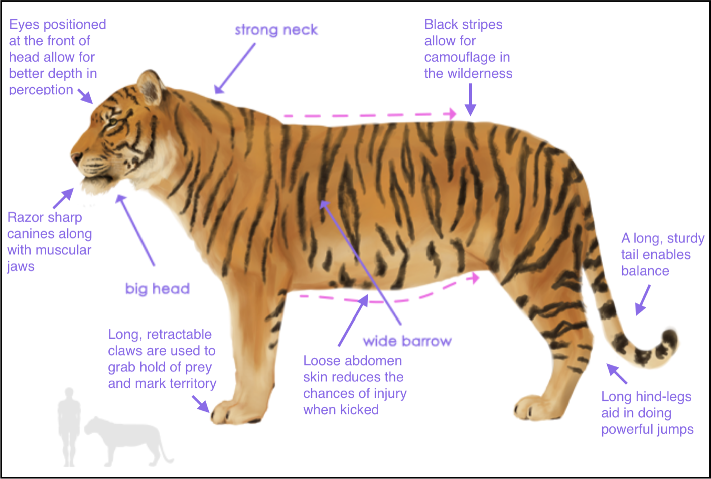 Какие особенности внешнего строения тигра. Амурский тигр внешнее строение. Внутренне строение тигра. Тигр строение тела. Строение Амурского тигра.