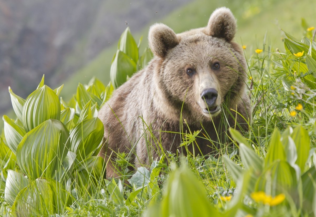 В какой природной зоне встречается медведь. Бурый медведь кавказский заповедник. Кавказский бурый медведь. Сочинский национальный парк бурый медведь. Кавказский биосферный заповедник фауна.