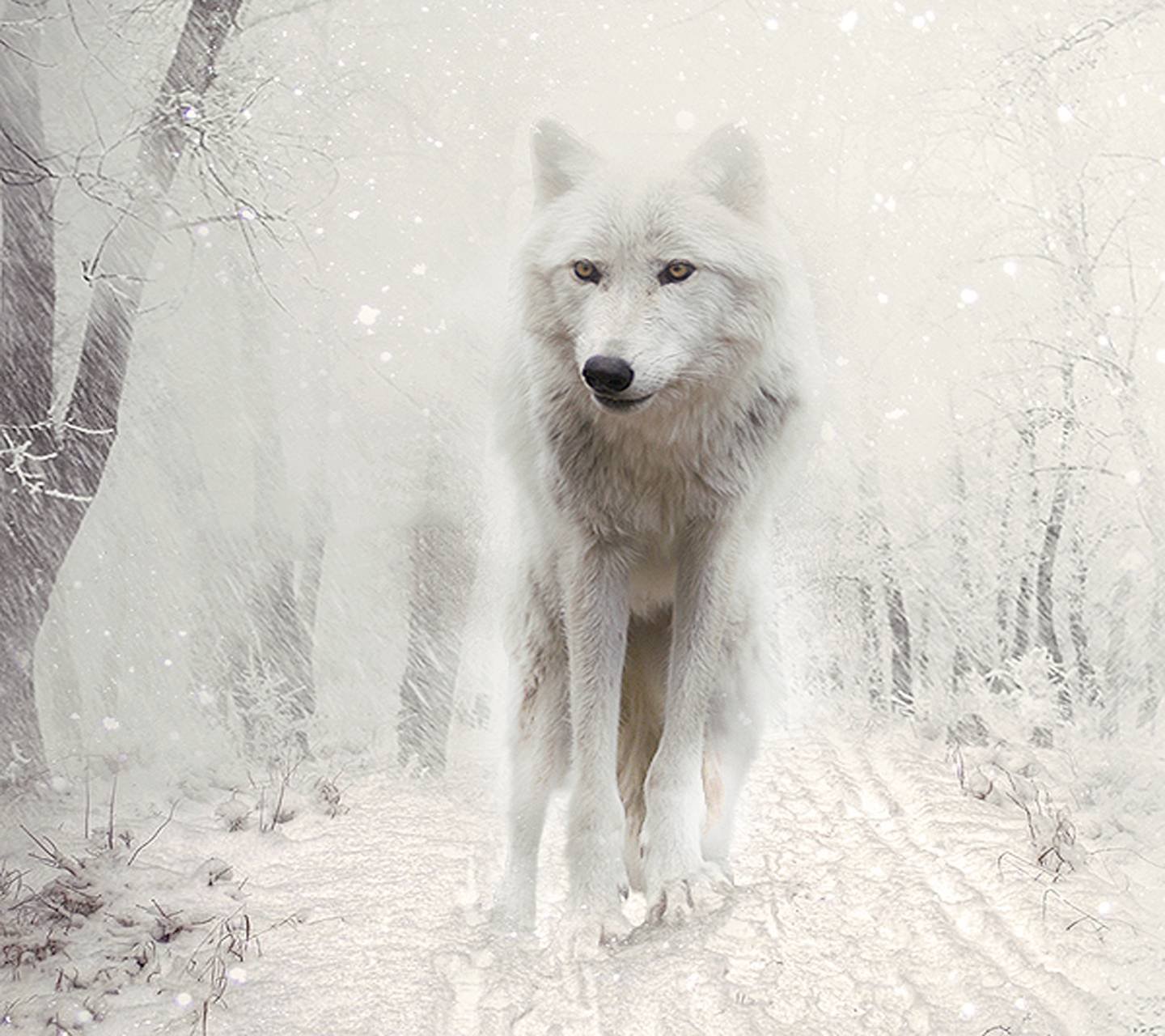 Белый волк зимой