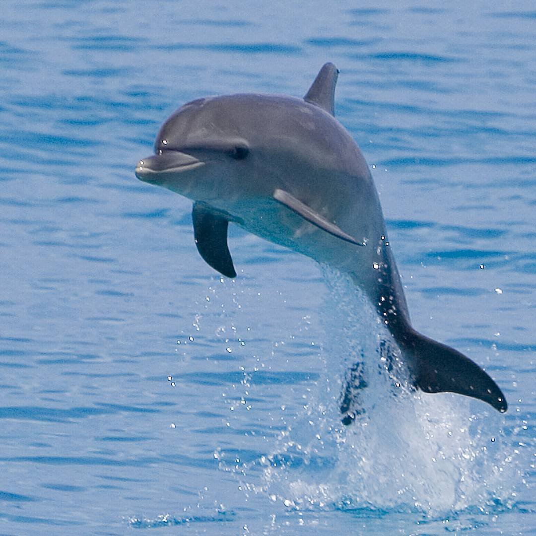 Дельфин живет в воде. Дельфин Афалина и рыбы. Черноморская Афалина. Длиннорылый продельфин. Дельфин Алафин.