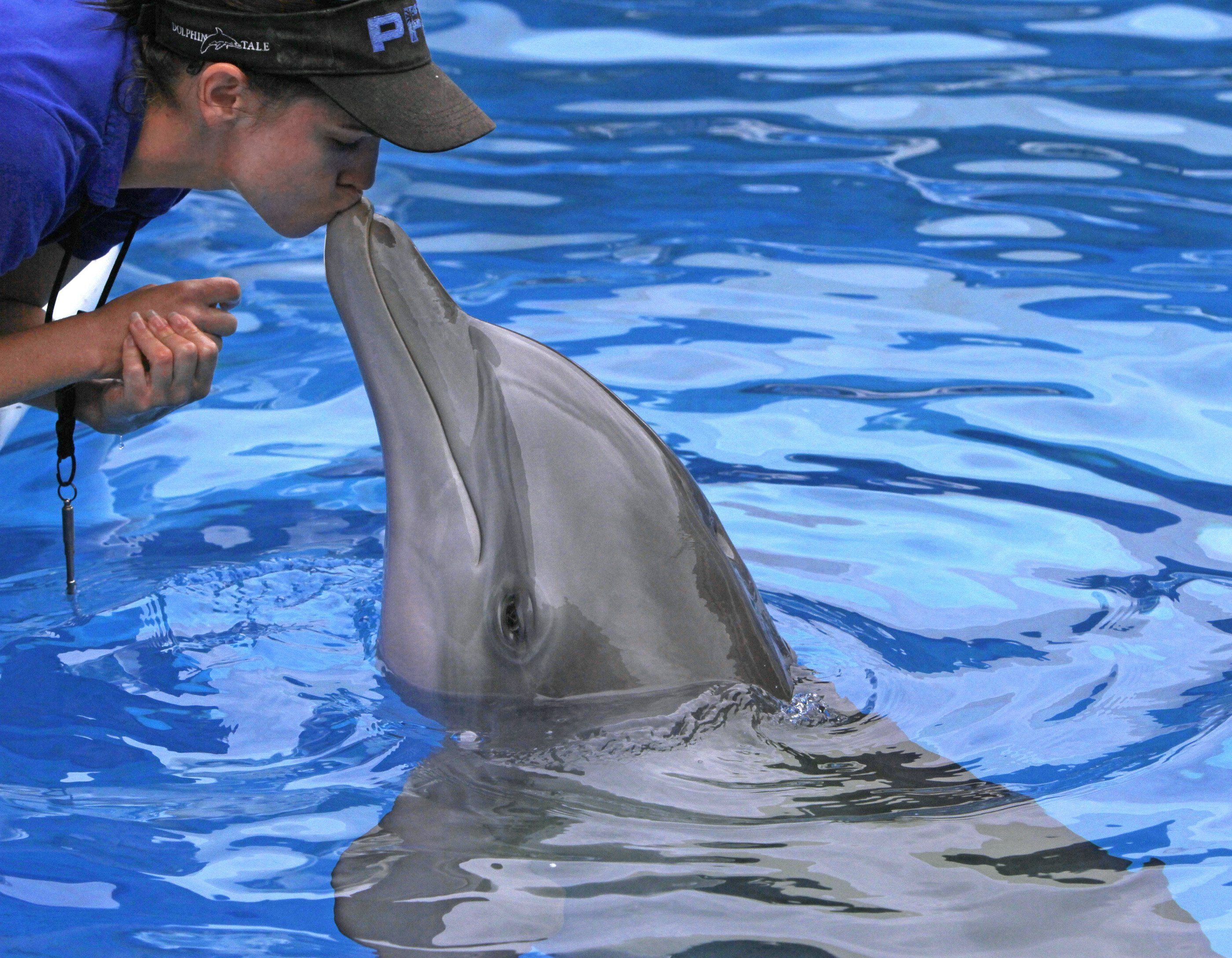 Дельфины с удовольствием разучивают. Дельфин Винтер. Дрессировка дельфинов. Тренер дельфинов. Дрессированные дельфины.