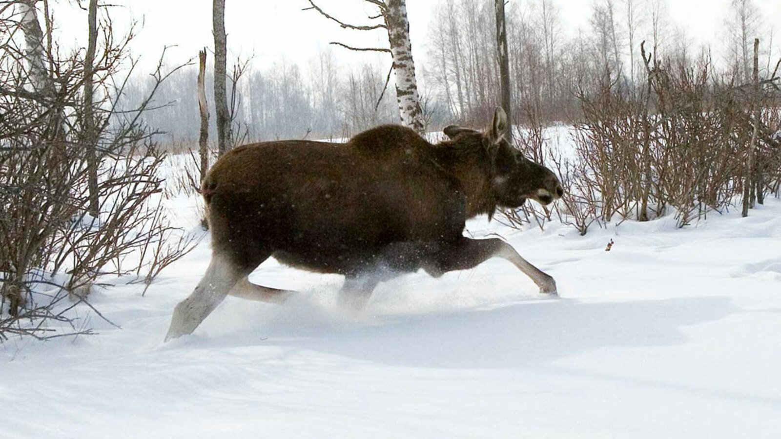 Лось кабан и волк. Охота на лося в Вологодской области. Охота на лося в Ярославской области 2021. Лось зимой.