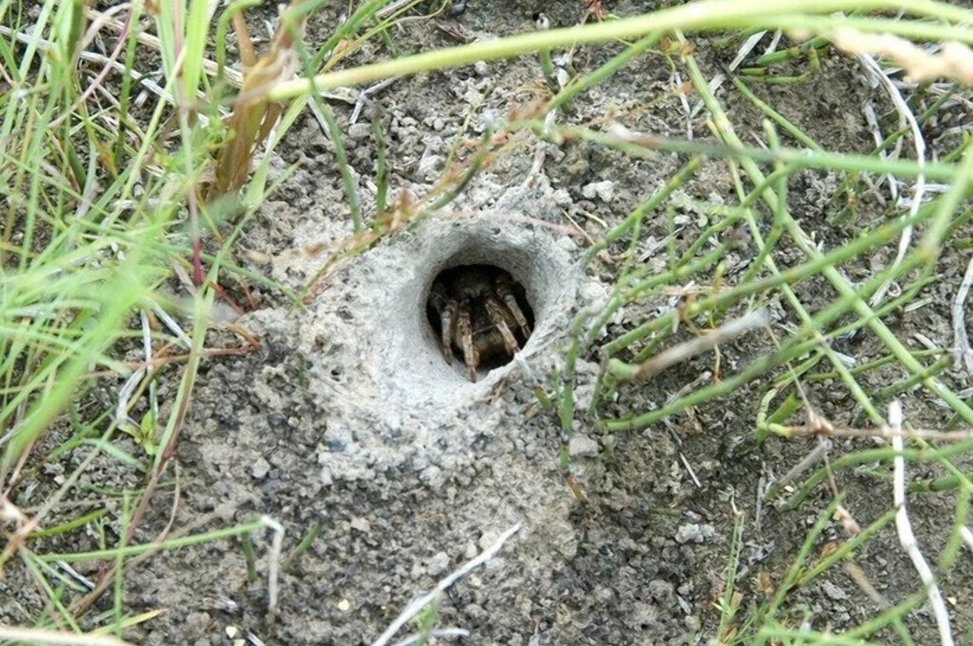 Я вырывал в сене глубокую нору залезал. Южнорусский Тарантул норка. Южнорусский Тарантул гнездо.