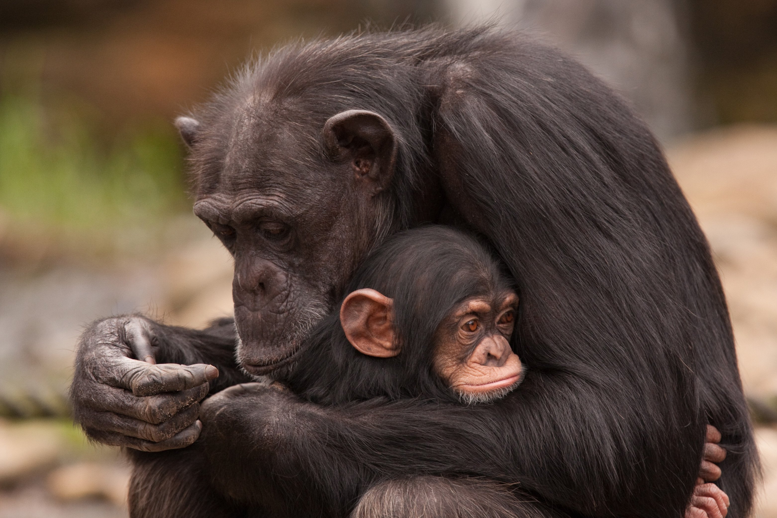 Браки мужчин обезьян. Бонобо обезьяна. Обезьянка шимпанзе. Шимпанзе фото. Детеныш обезьяны.