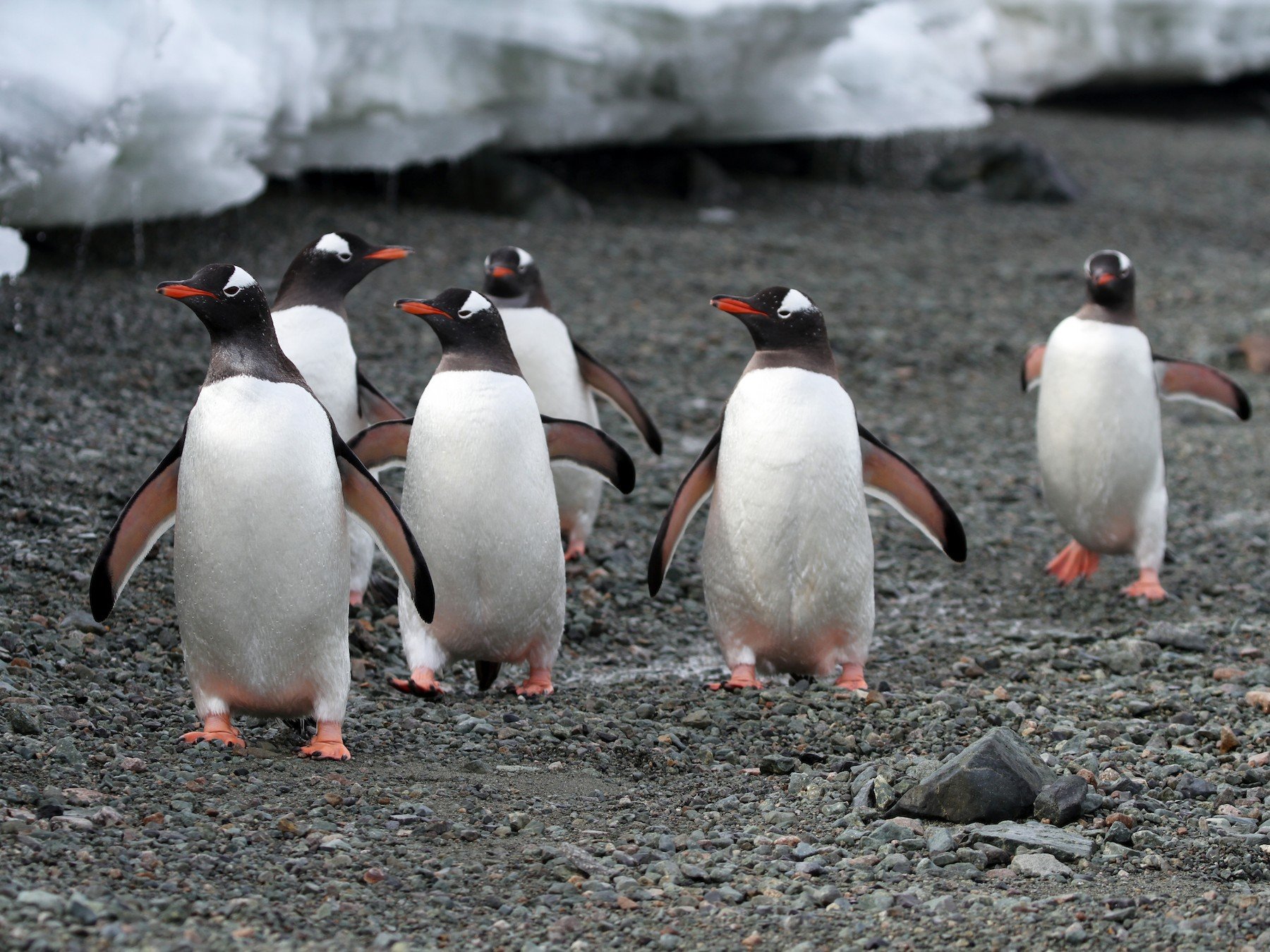 Какой тип развития характерен для субантарктического пингвина. Папуанский Пингвин. Субантарктический Пингвин. Субантарктический папуанский Пингвин. Субантарктический Пингвин в Антарктиде.