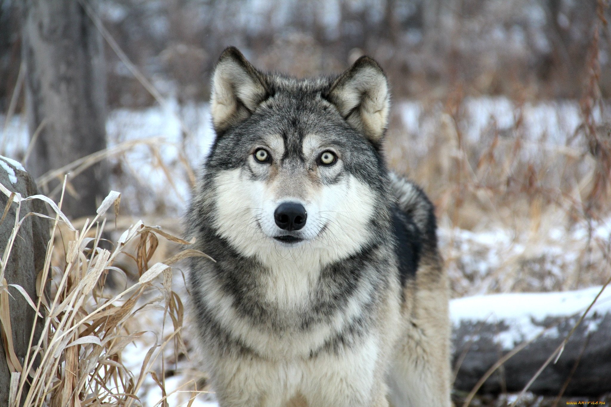 Хорошие качества волков. Таёжный волк. Сибирский derskiy волк. Волк серый красивый. Фото волка в хорошем качестве.