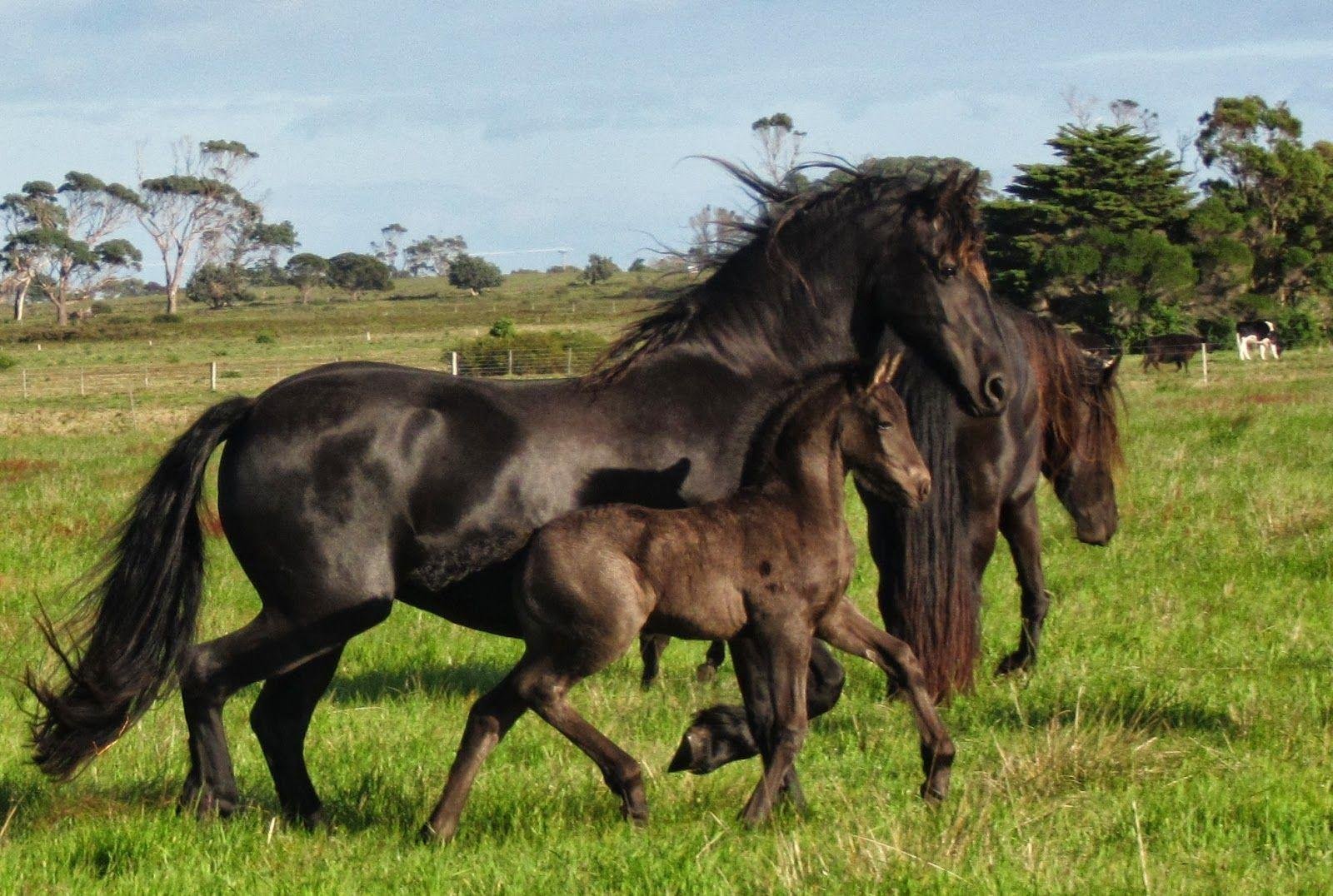 Horse family. Семья лошадей. Лошадь с жеребенком. Семья лошадей с жеребенком. Обои лошади.