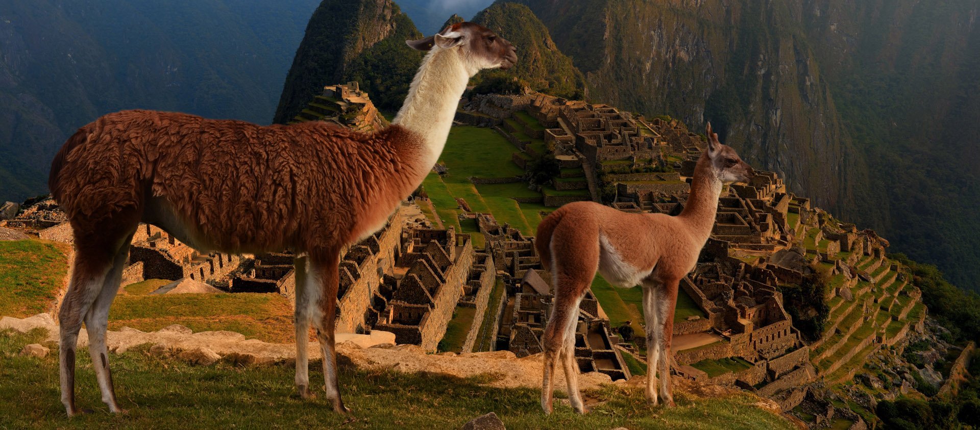 Animal latin. Лама гуанако в Южной Америке. Ламы в Андах. Гора Andes лама. Мачу Пикчу ламы.