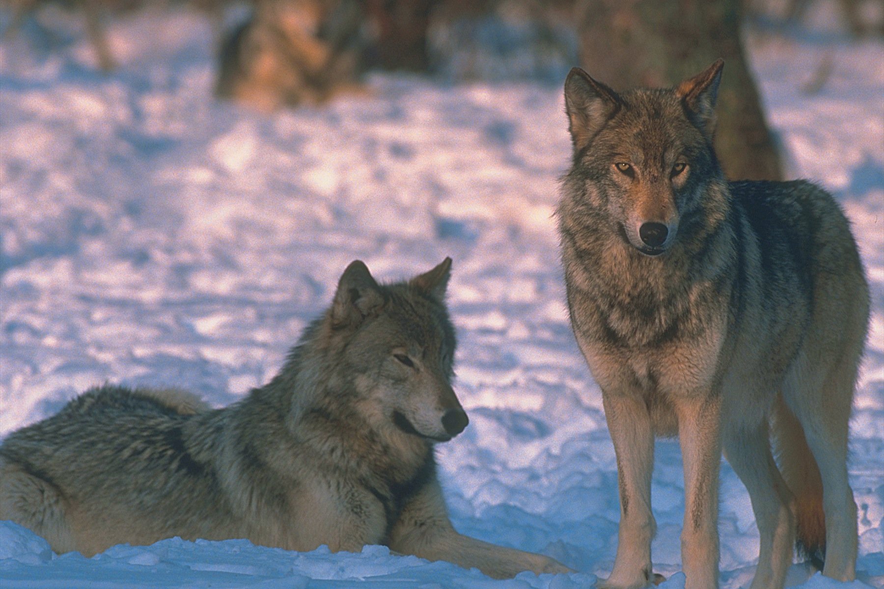 Родина дружелюбного волка. Волк. Волк серый. Волк фото. Молодые волки.