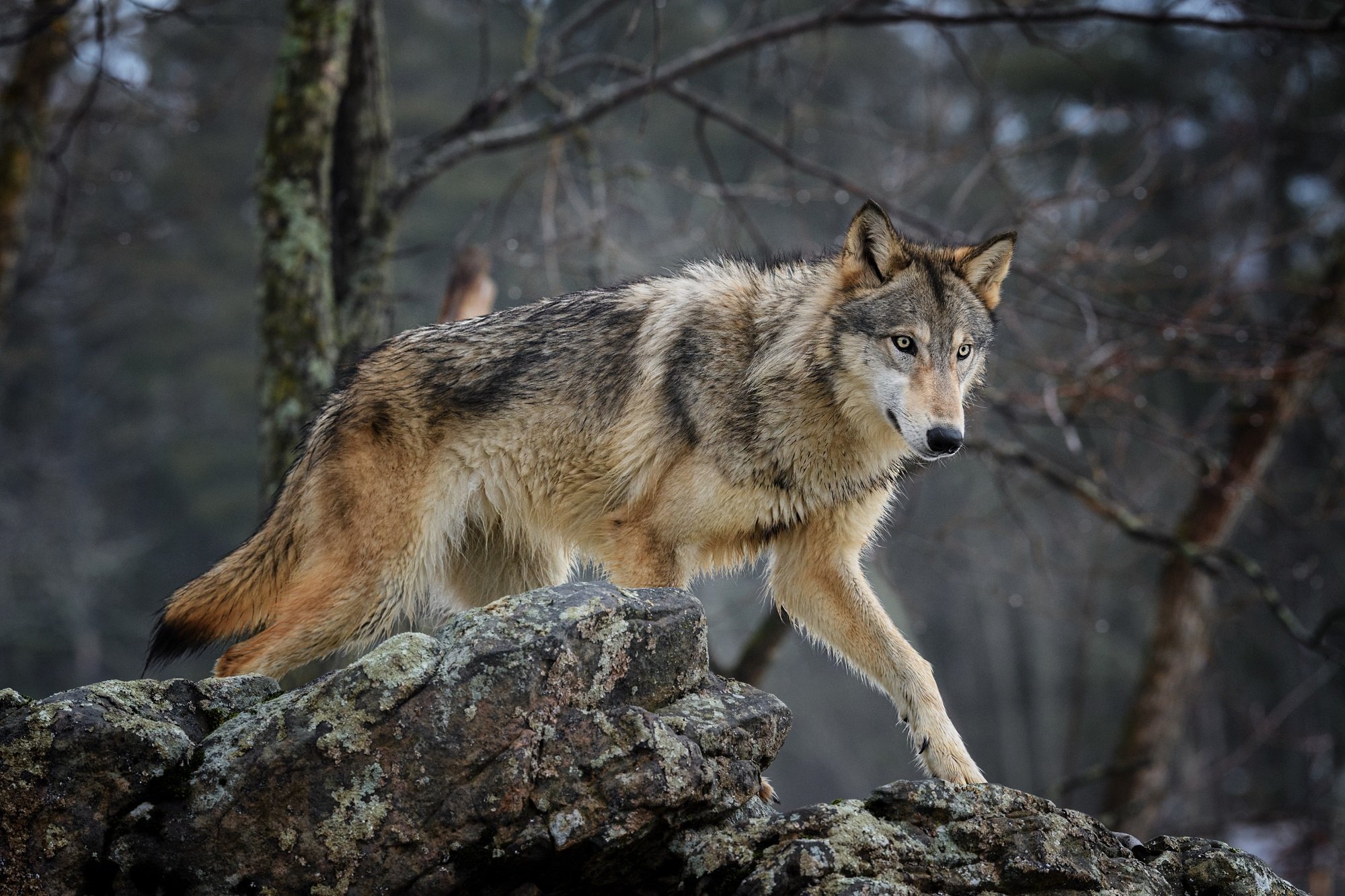 Хорошие качества волков. Волк canis Lupus. Волк - canis Lupus l.. Canis Lupus Campestris. Таёжный волк.