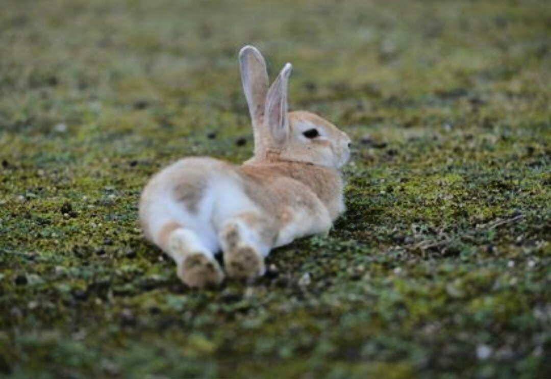 Заяц сразу. Остров кроликов Окуносима. Остров кроликов Окуносима в Японии. Заяц лежит. Зайчик лежит.