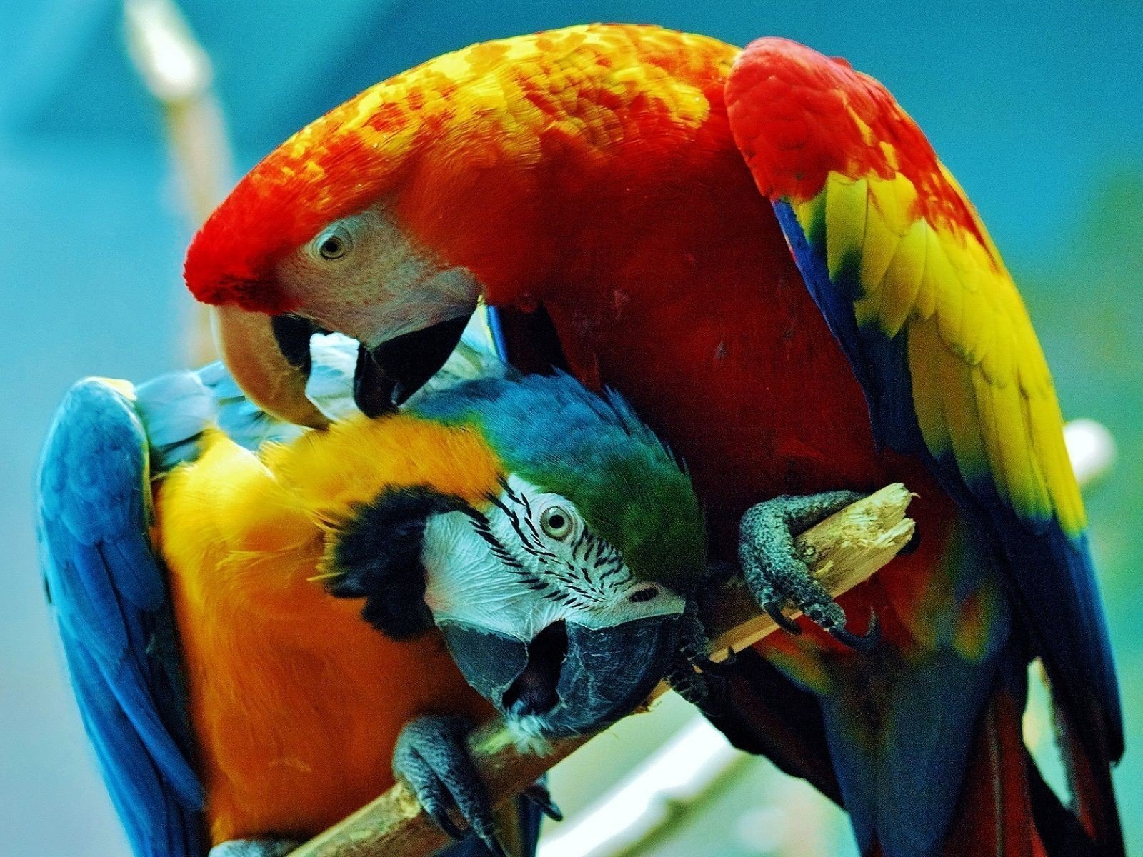 Большой цветной попугай. Попугай ара. Попугай ара и Какаду. Попугай Паррот. Попугай жако.