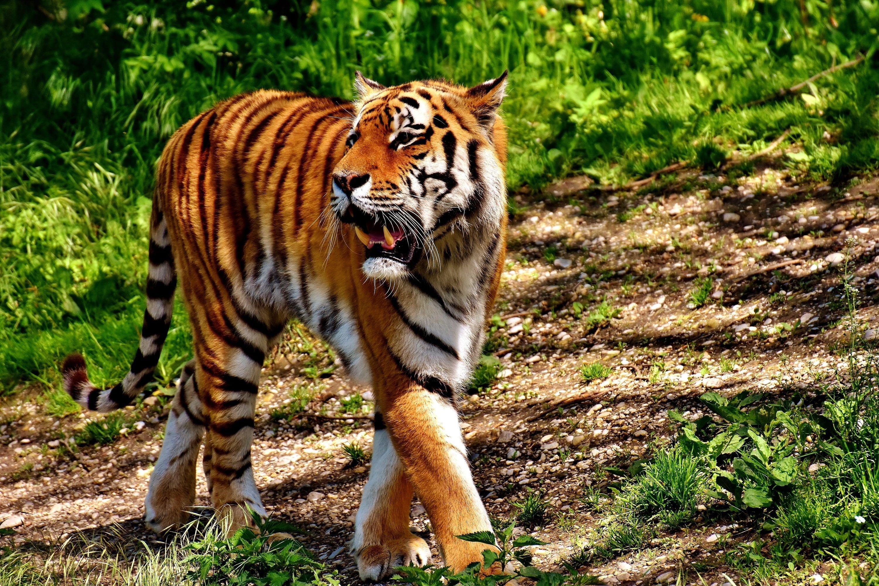 Тигр лень. Уссурийский тигр. Амурский тигр. Уссурийский тигр окраска. Амурский тигр фото.