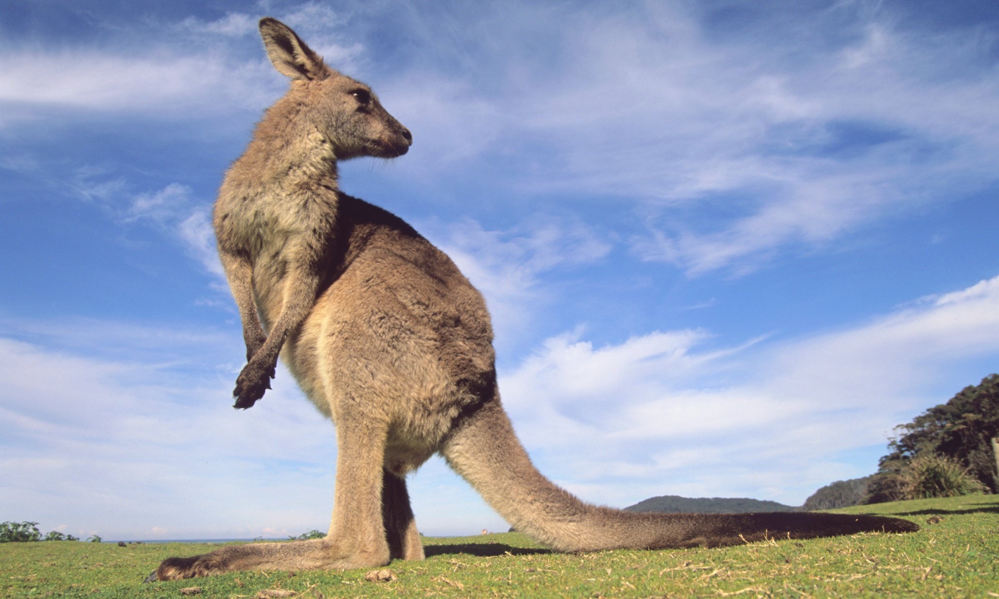 Сильно была хвостом. Кенгуру в Австралии. Австралийская Саванна с кенгуру. Австралия природа кенгуру. Австралия Родина кенгуру.