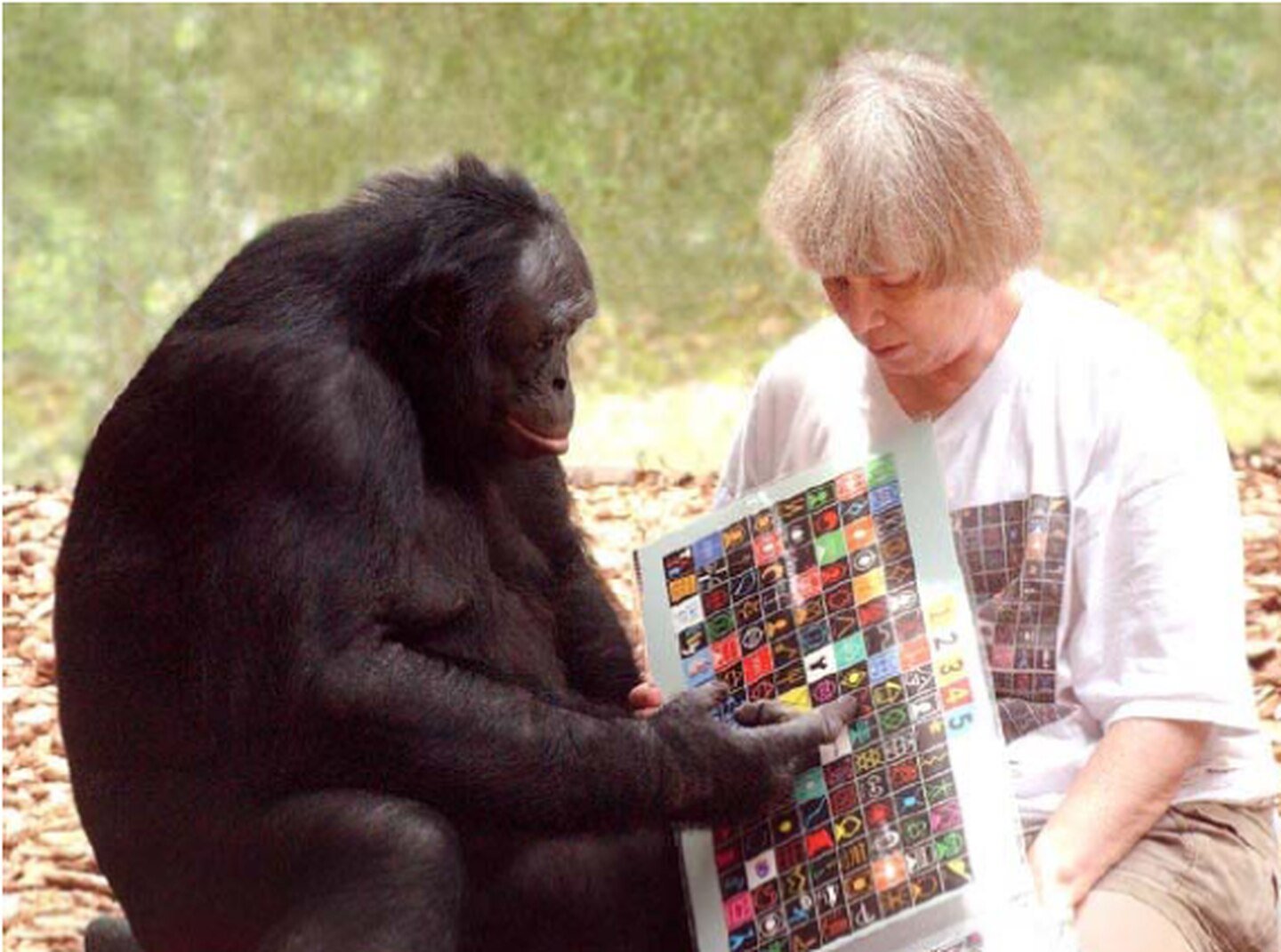 Представление ученые начинают звери умные. Шимпанзе бонобо Канзи. Интеллект у обезьяны бонобо.