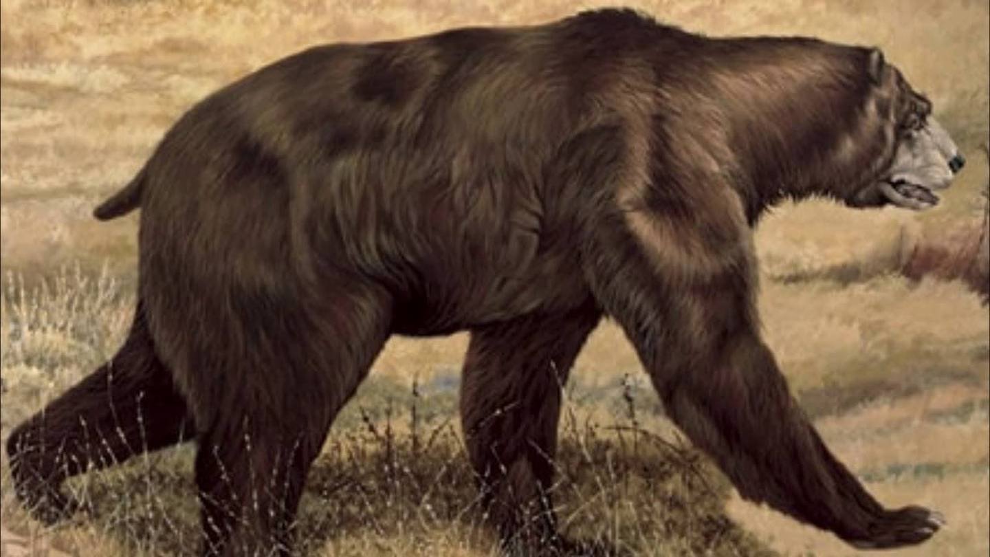 Все вымершие живут. Гигантский Короткомордый медведь Арктодус. Пещерный медведь плейстоцена. Короткомордый пещерный медведь. Древний Короткомордый медведь.