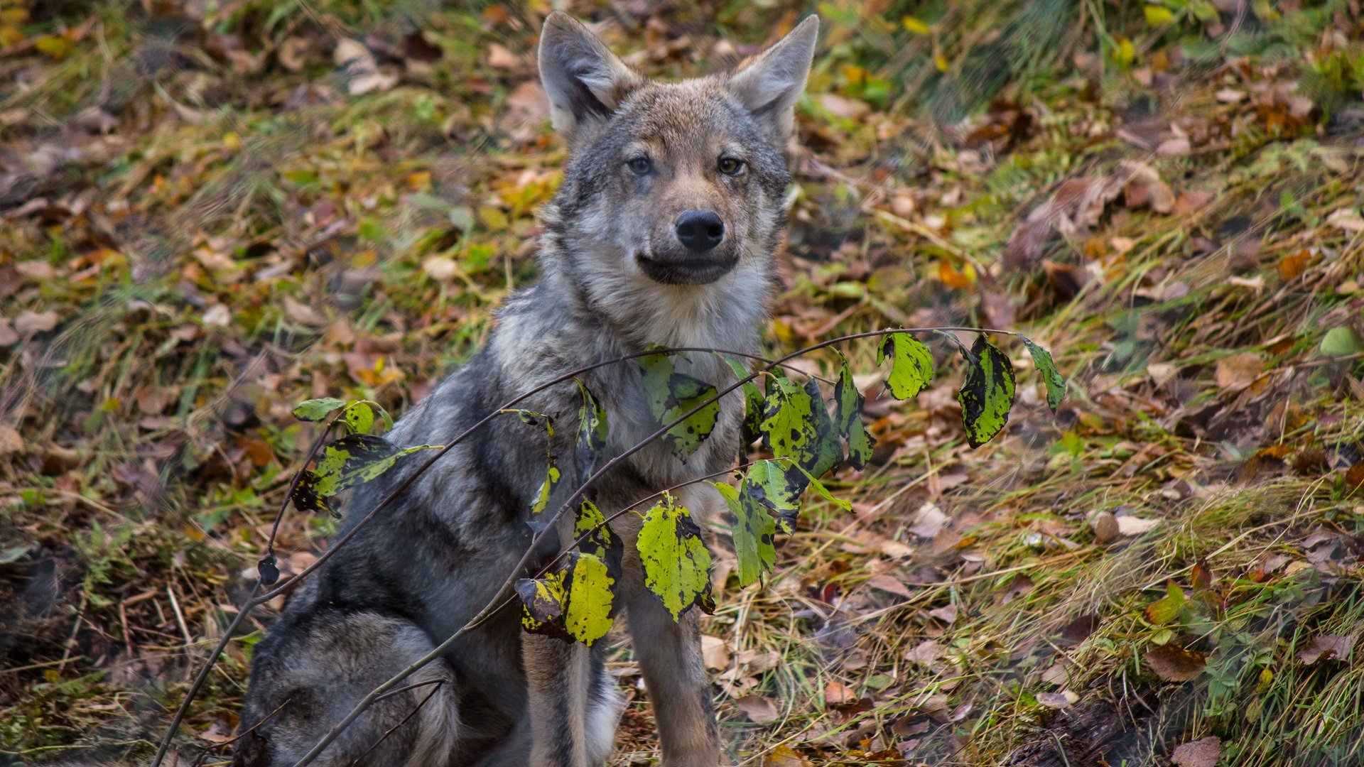 Дика карелия дика. Волки в Польше. Волк в осеннем лесу. Волк в природе. Животные Польши в лесу.